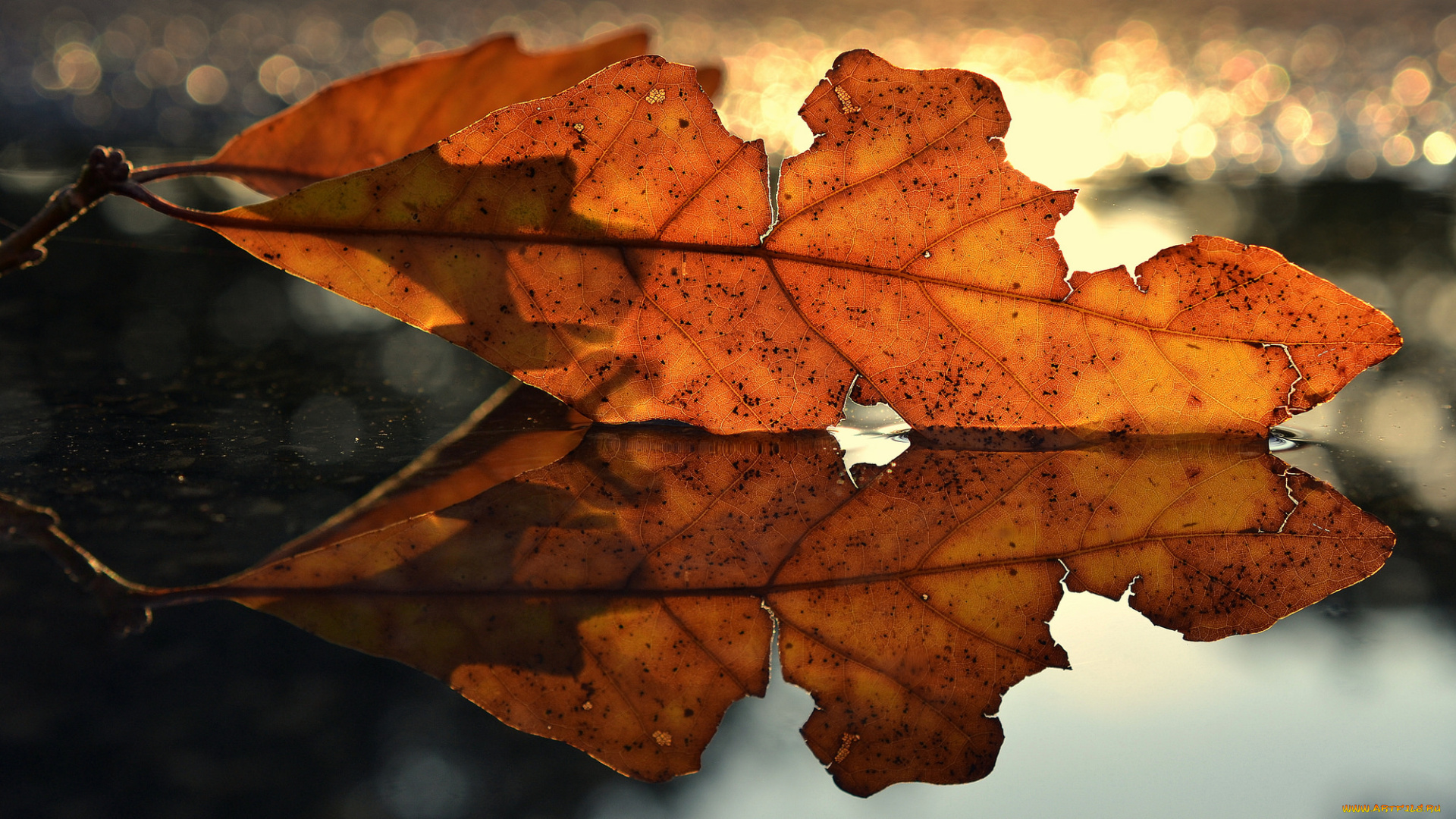 природа, листья, отражение, вода, осень, лист