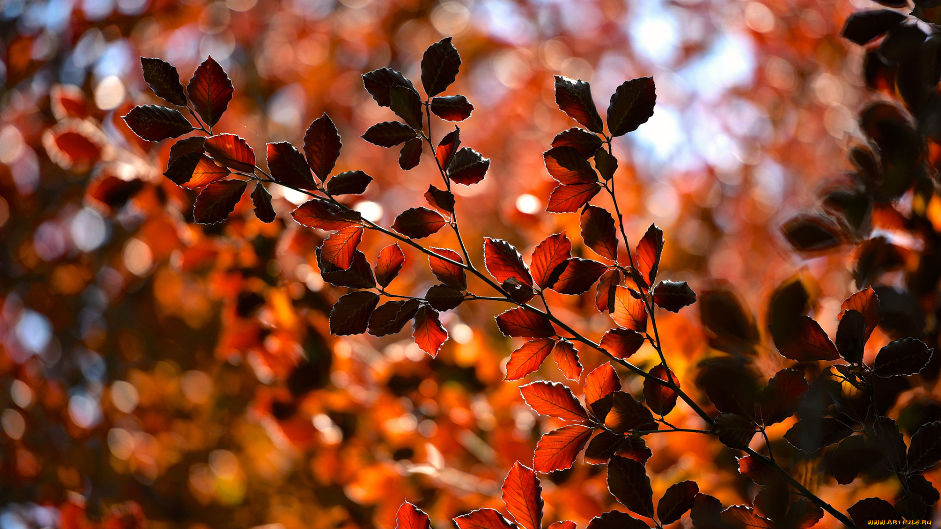 природа, листья, ветки, осень