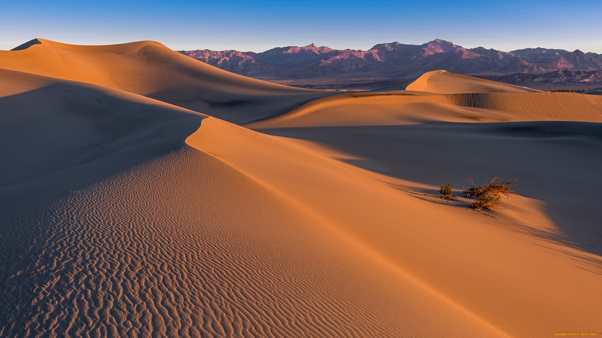 природа, пустыни, desert, sand, mesquite, dunes, death, valley