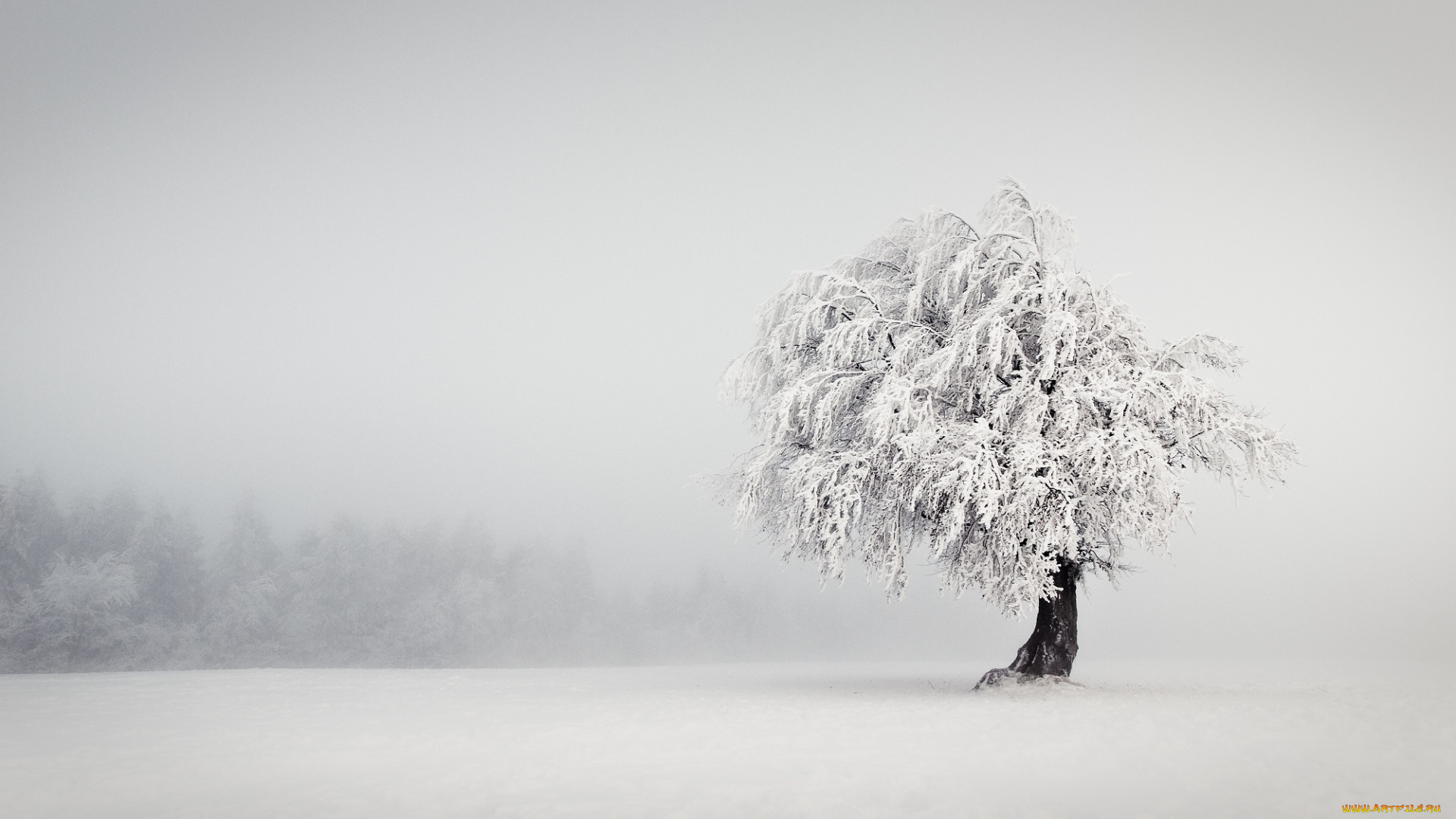 природа, зима, поле, дерево