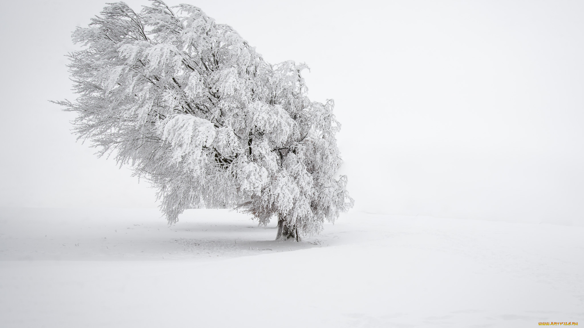 природа, зима, снег, туман, дерево