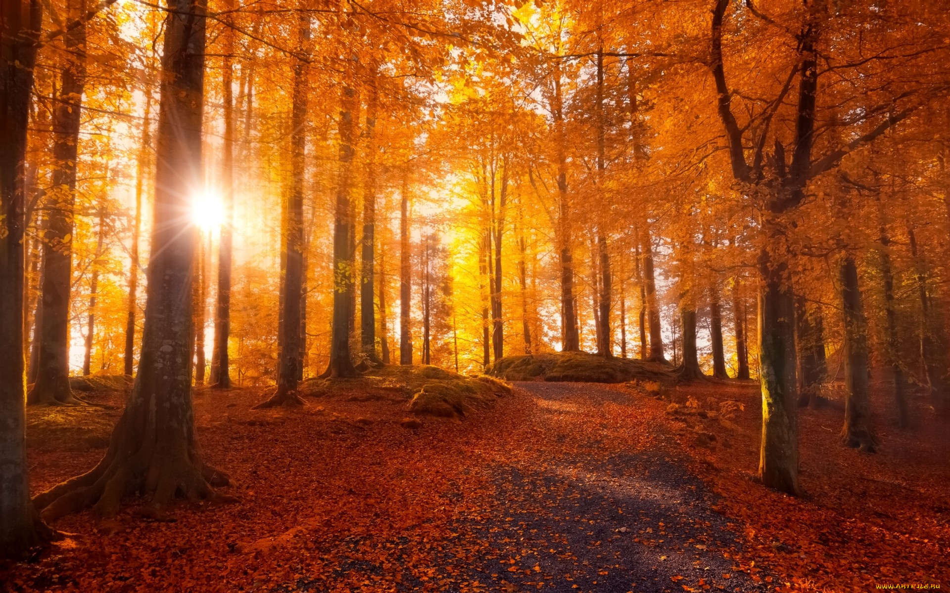 природа, лес, осень, деревья, листья, дорога, солнце, свет