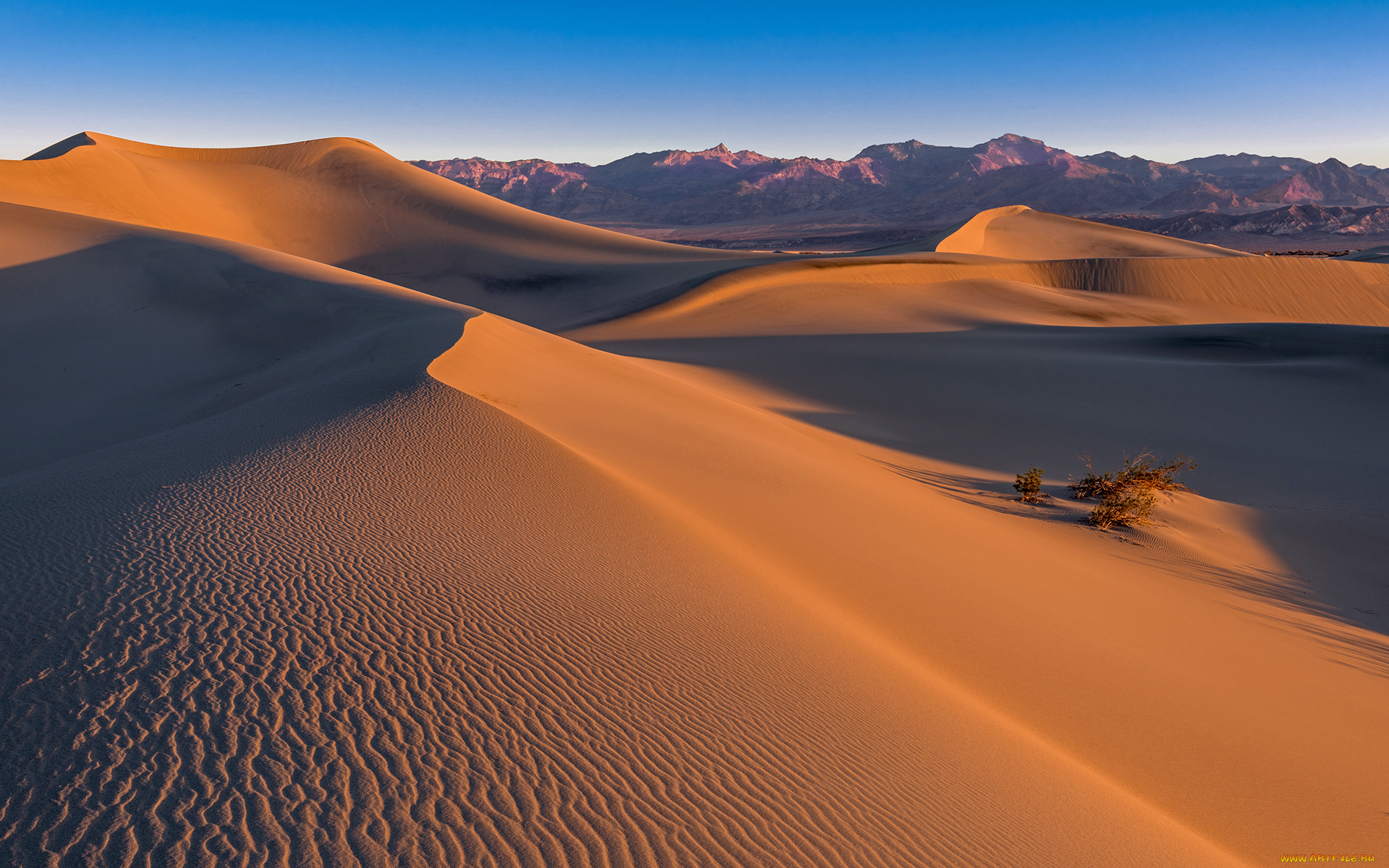 природа, пустыни, desert, sand, mesquite, dunes, death, valley