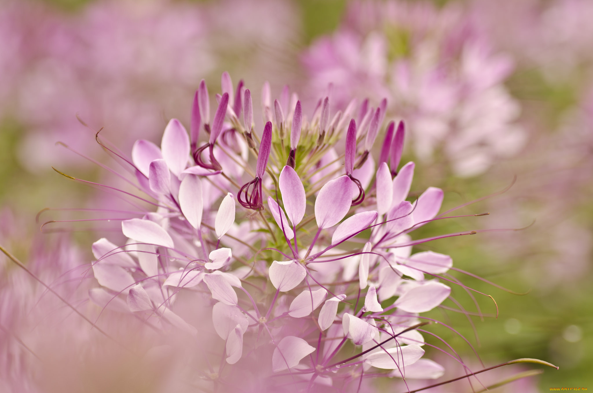 цветы, клеомы, cleome, hassleriana