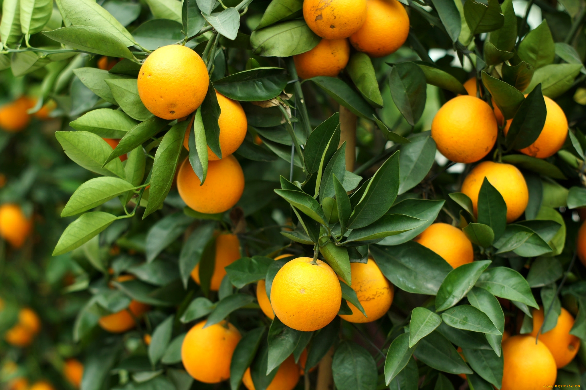 природа, плоды, дерево, апельсин, листья, фрукты, цитрус
