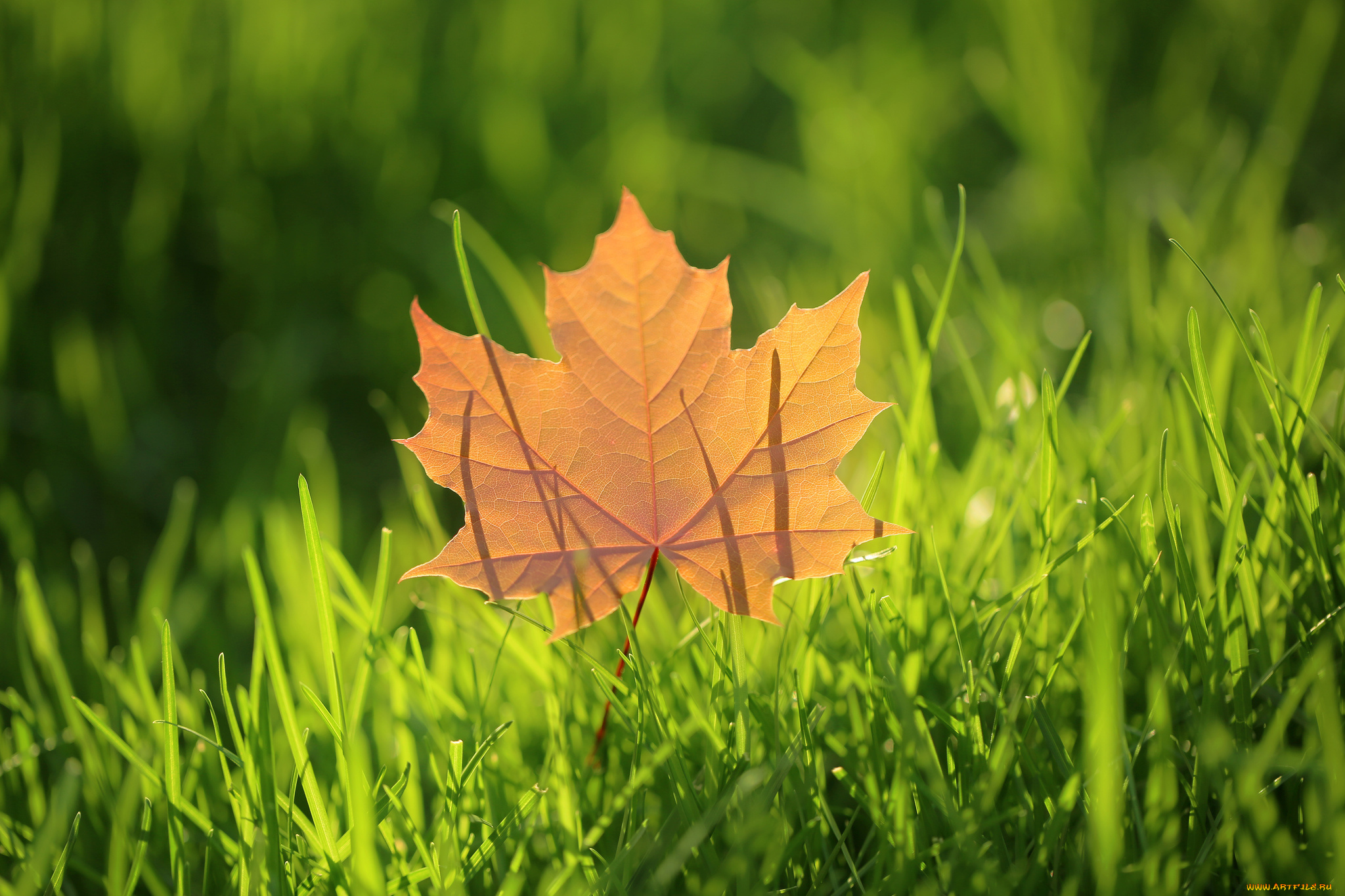 лист осень трава природа бесплатно