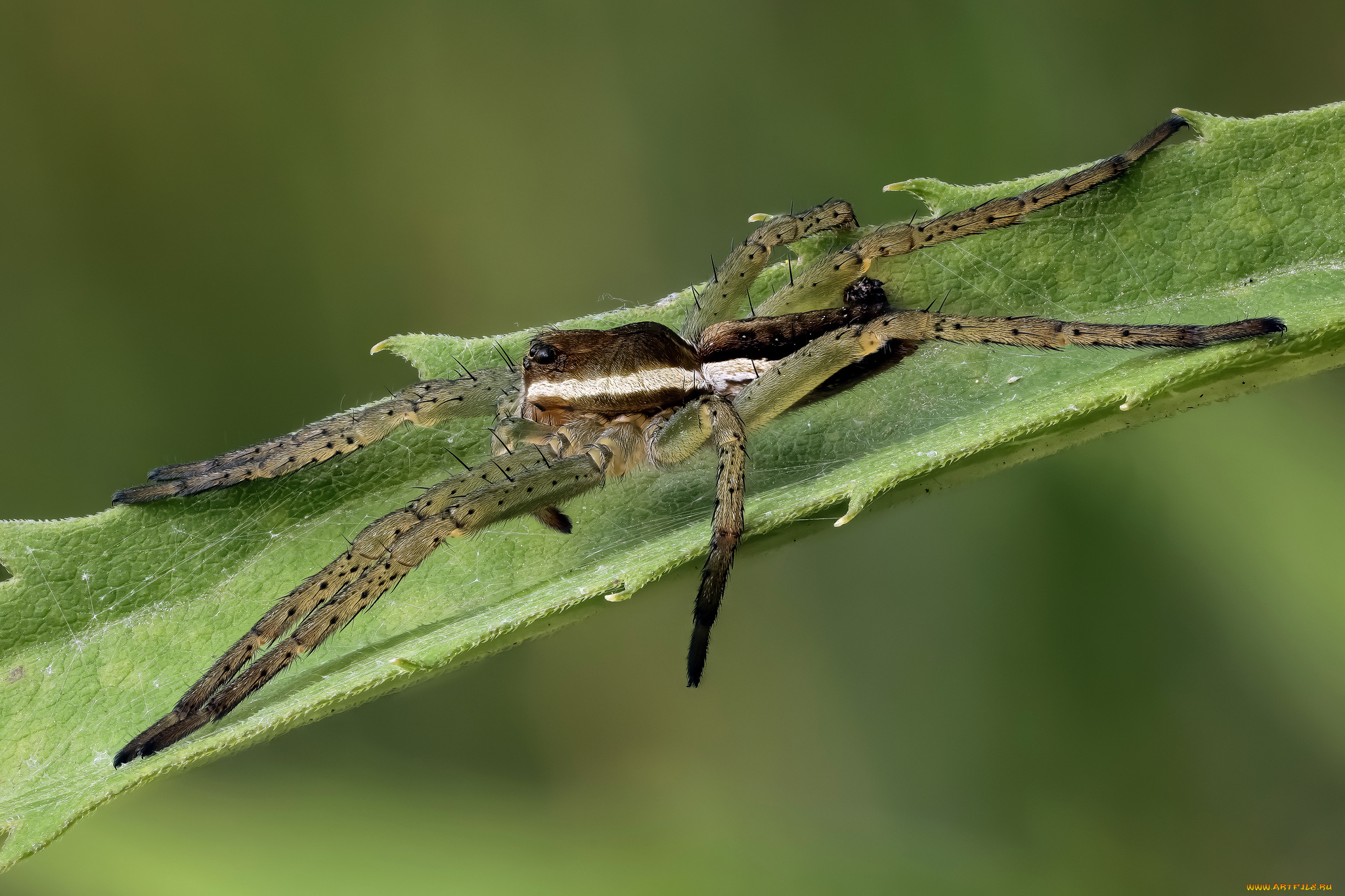 природа животные паук лист макро скачать