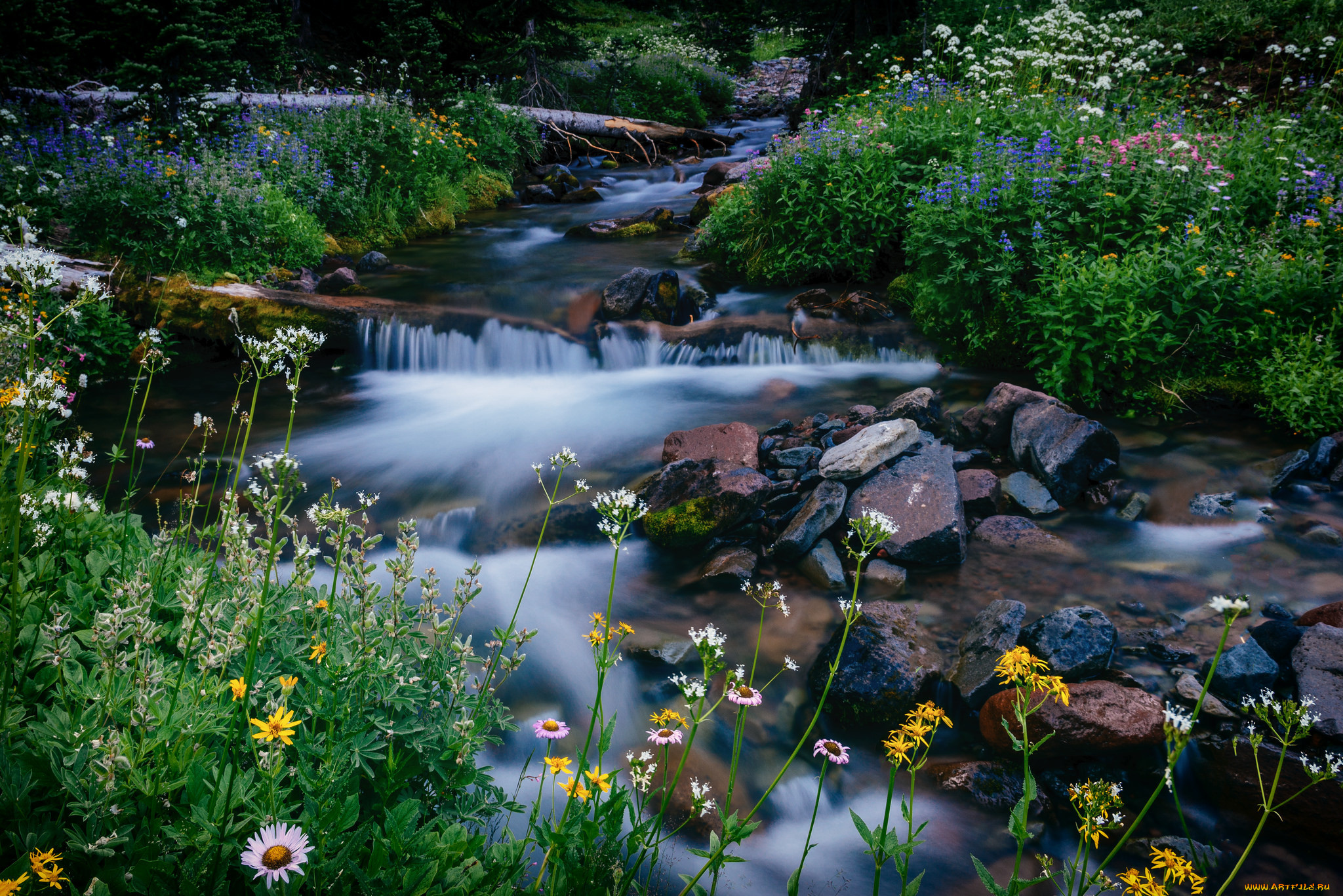 природа, реки, озера, национальный, парк, маунт-рейнир, washington, melody, creek, mount, rainier, national, park, камни, цветы, ручей, вашингтон