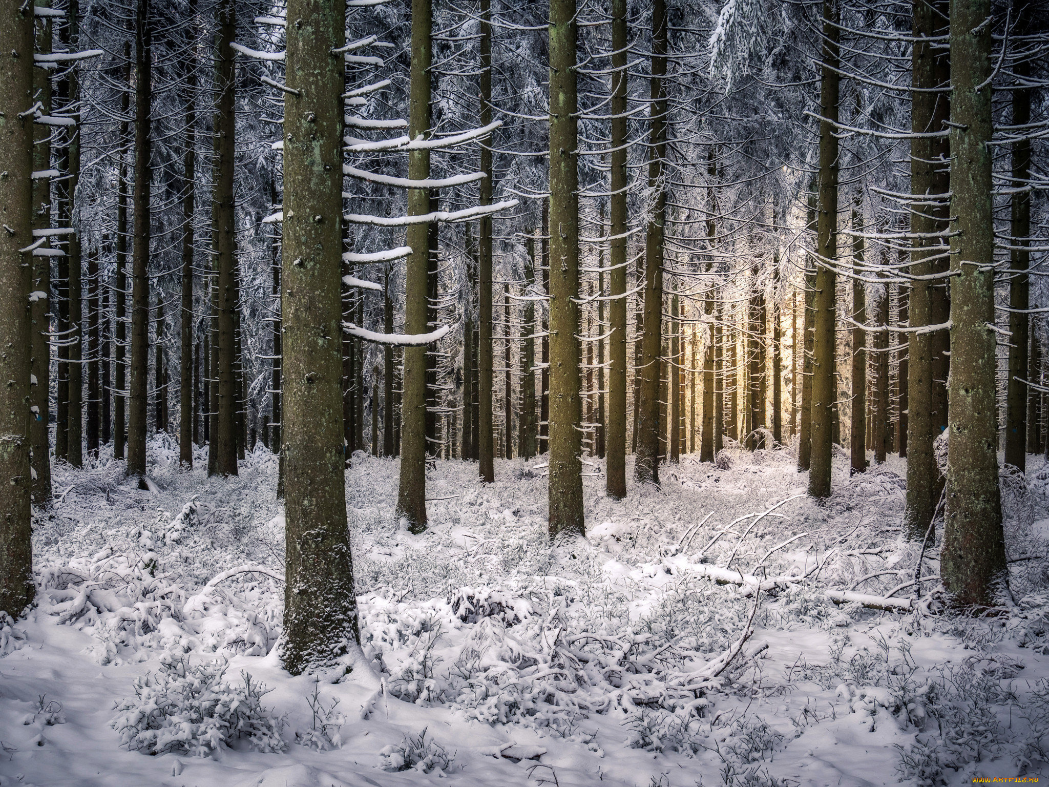 природа, зима, снег, деревья, лес