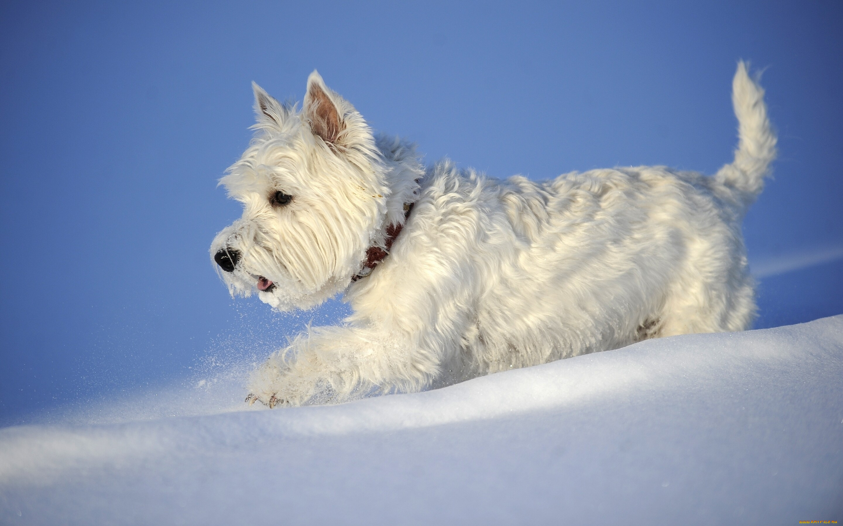 животные, собаки, зима, снег, собака, вест-хайленд-уайт-терьер