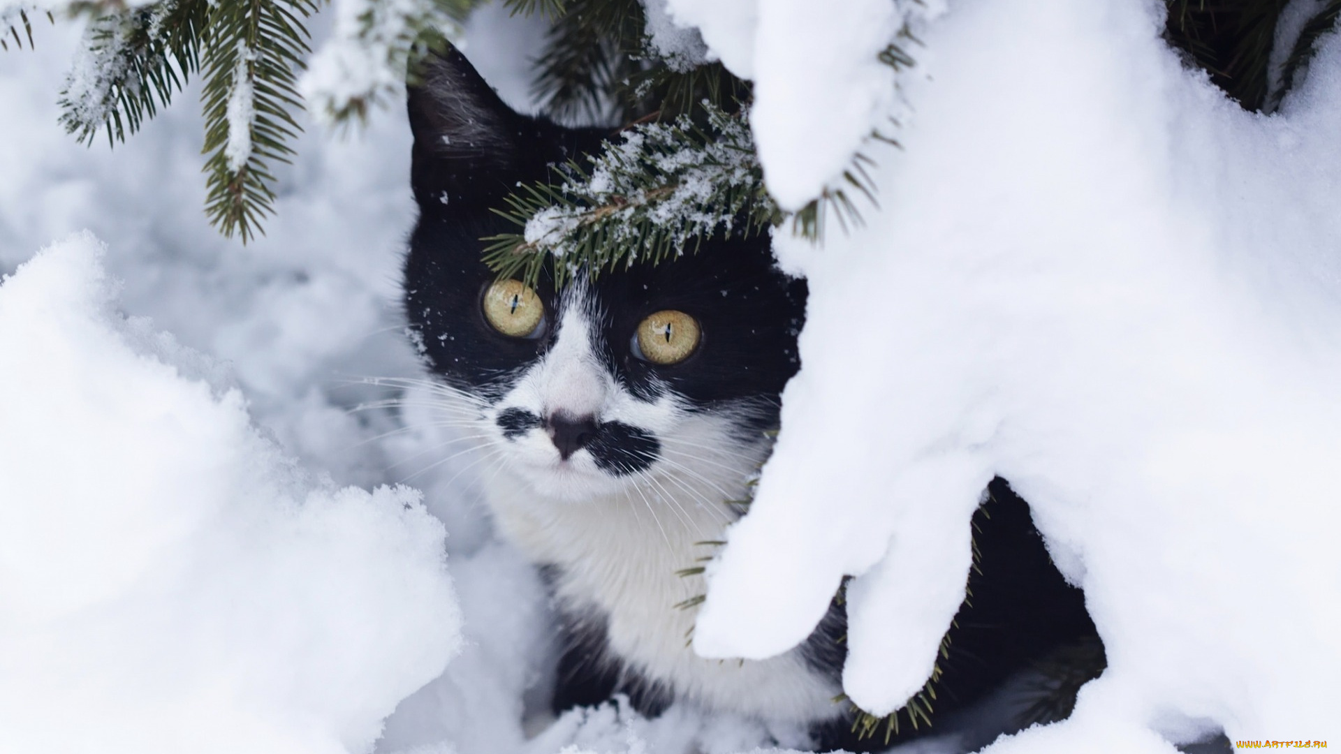 животные, коты, взгляд, снег