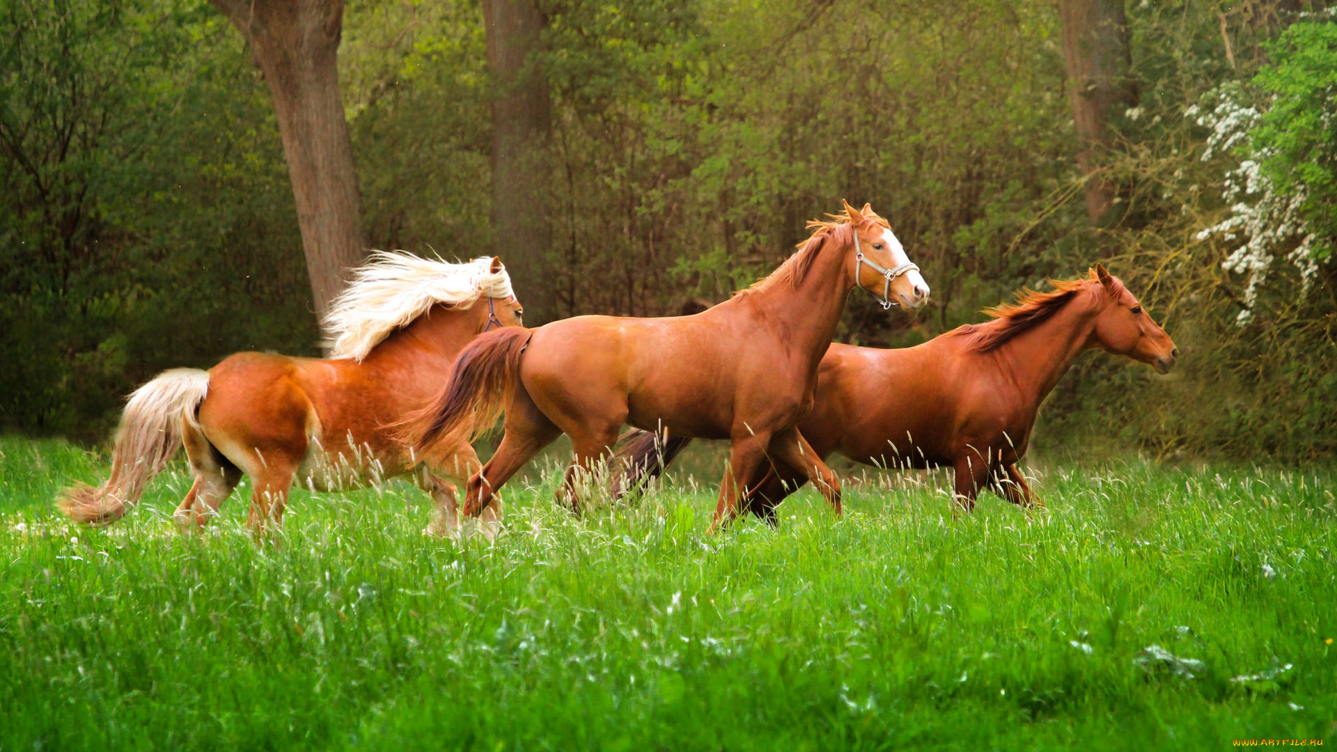 животные, лошади, бег, животное, природа, трава