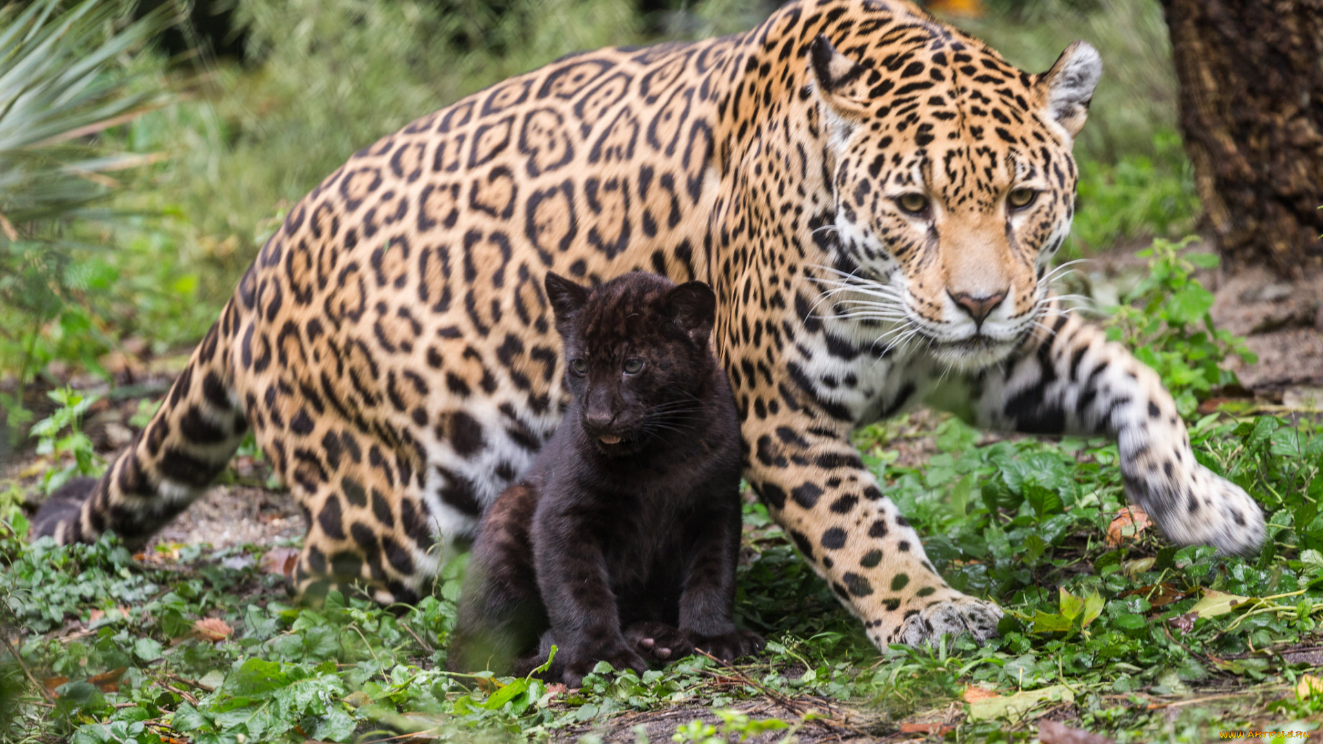 животные, Ягуары, мама, кошки, природа, малыш, ягуары