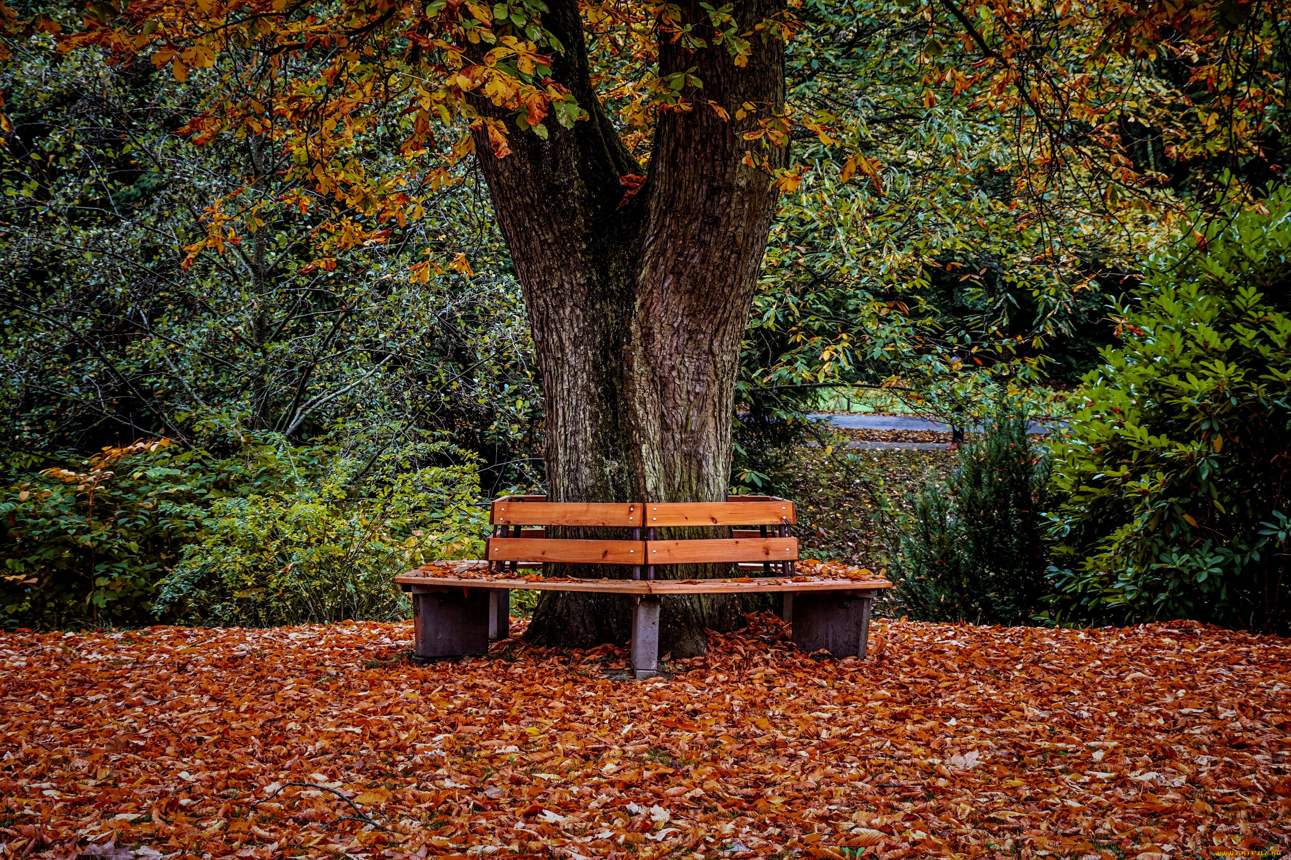 природа, парк, дерево, скамейки, осень, листья, листопад