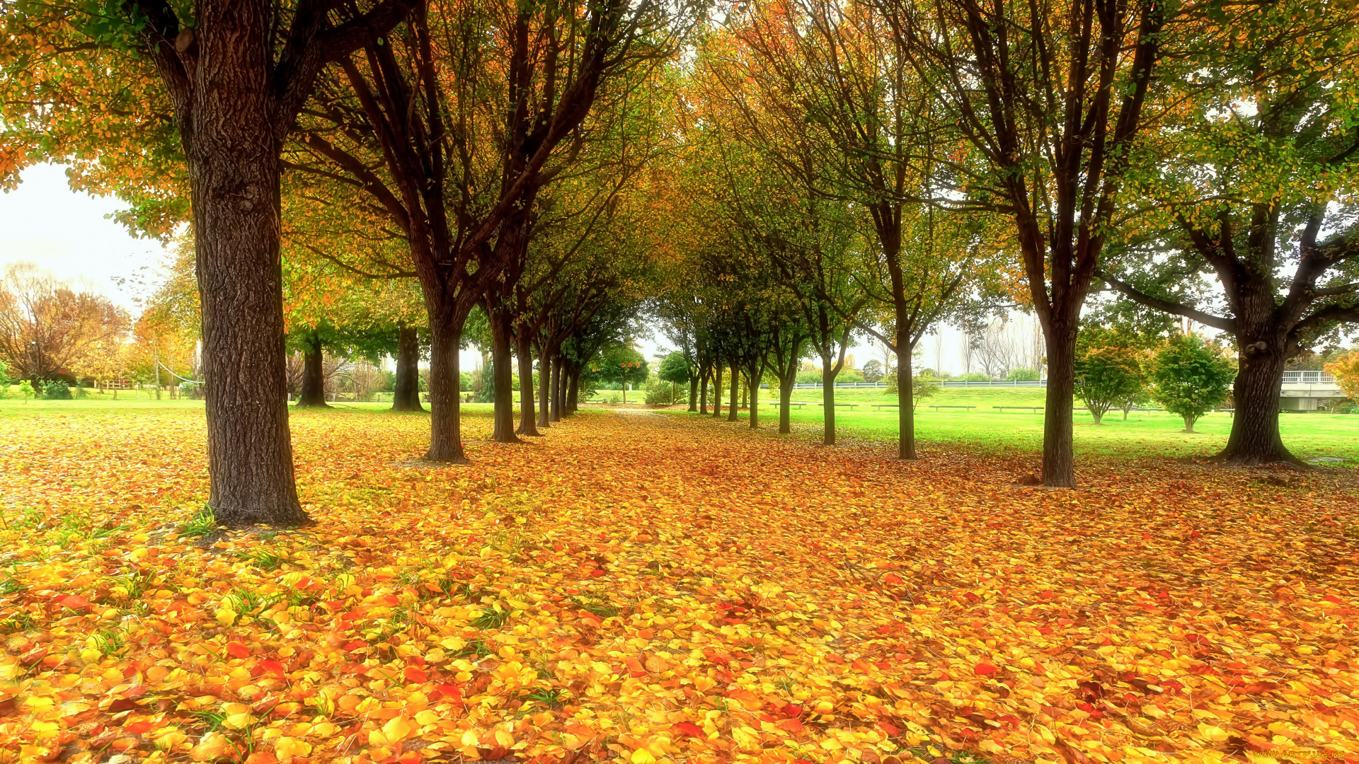 природа, деревья, аллея, осень, листья