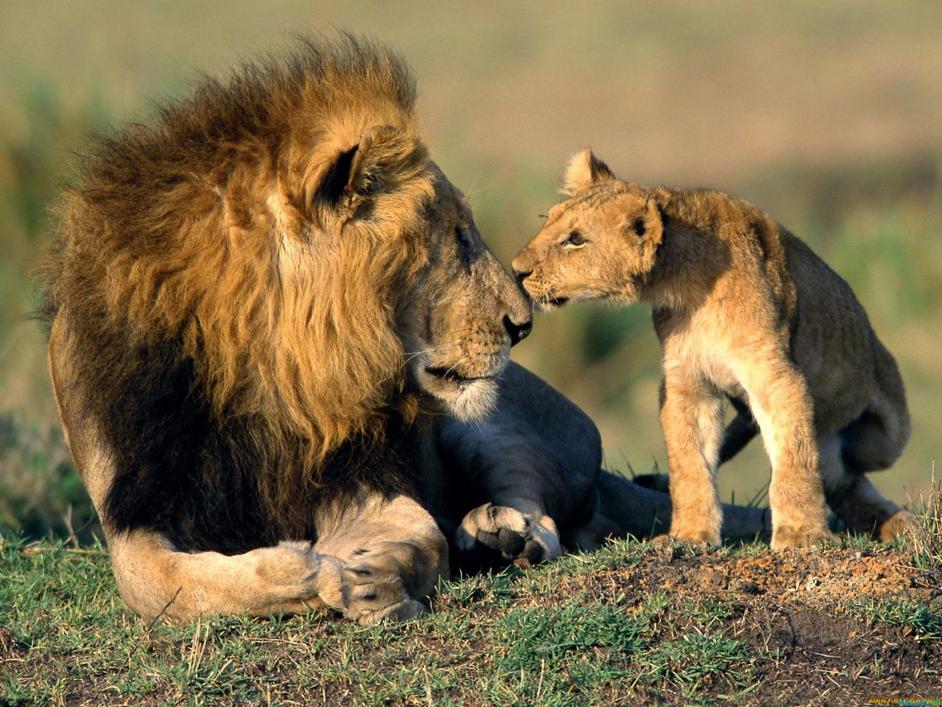 животные, львы, отец, сын, львёнок