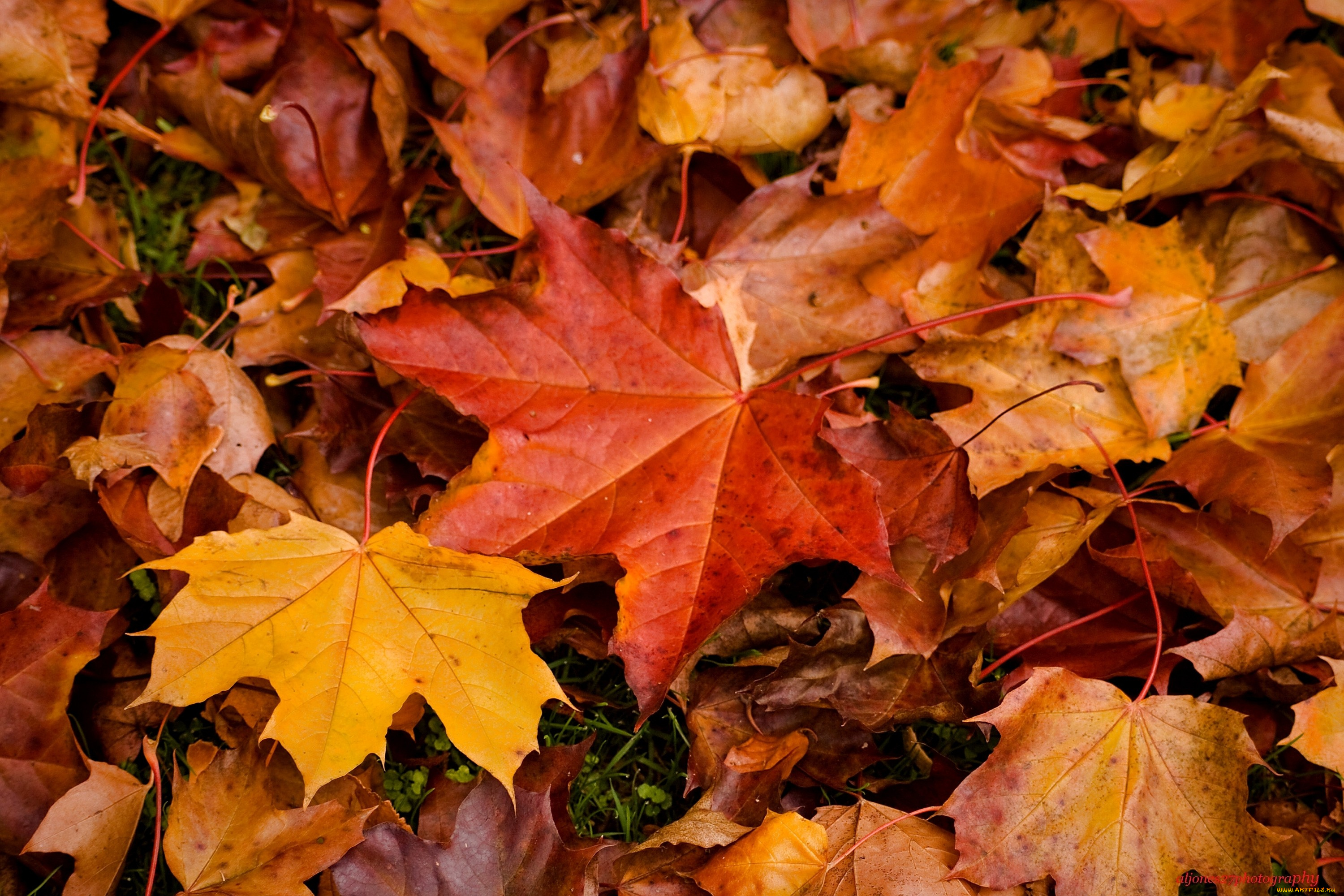 природа, листья, желтый, клен, осень, красный