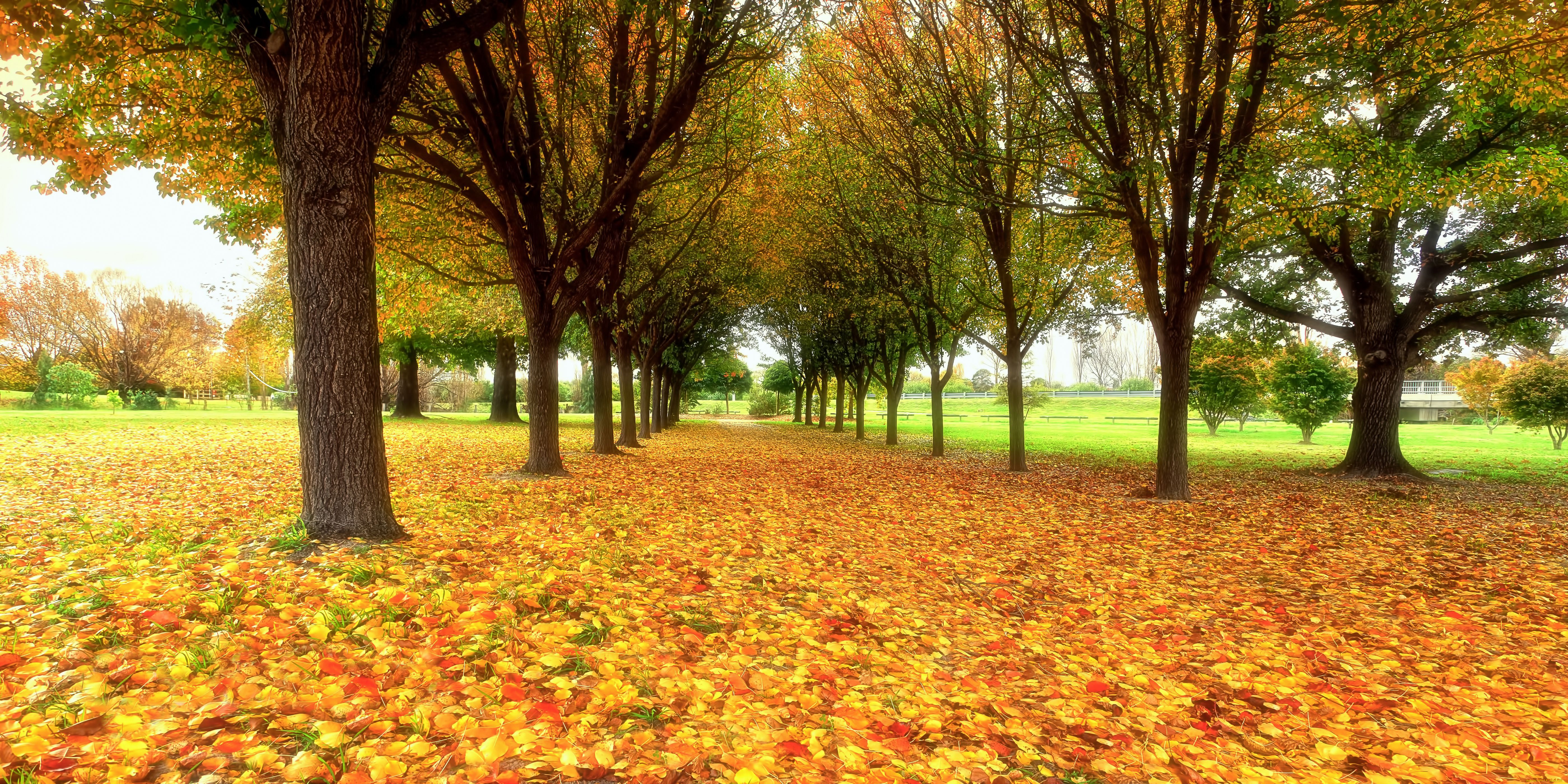 природа, деревья, аллея, осень, листья