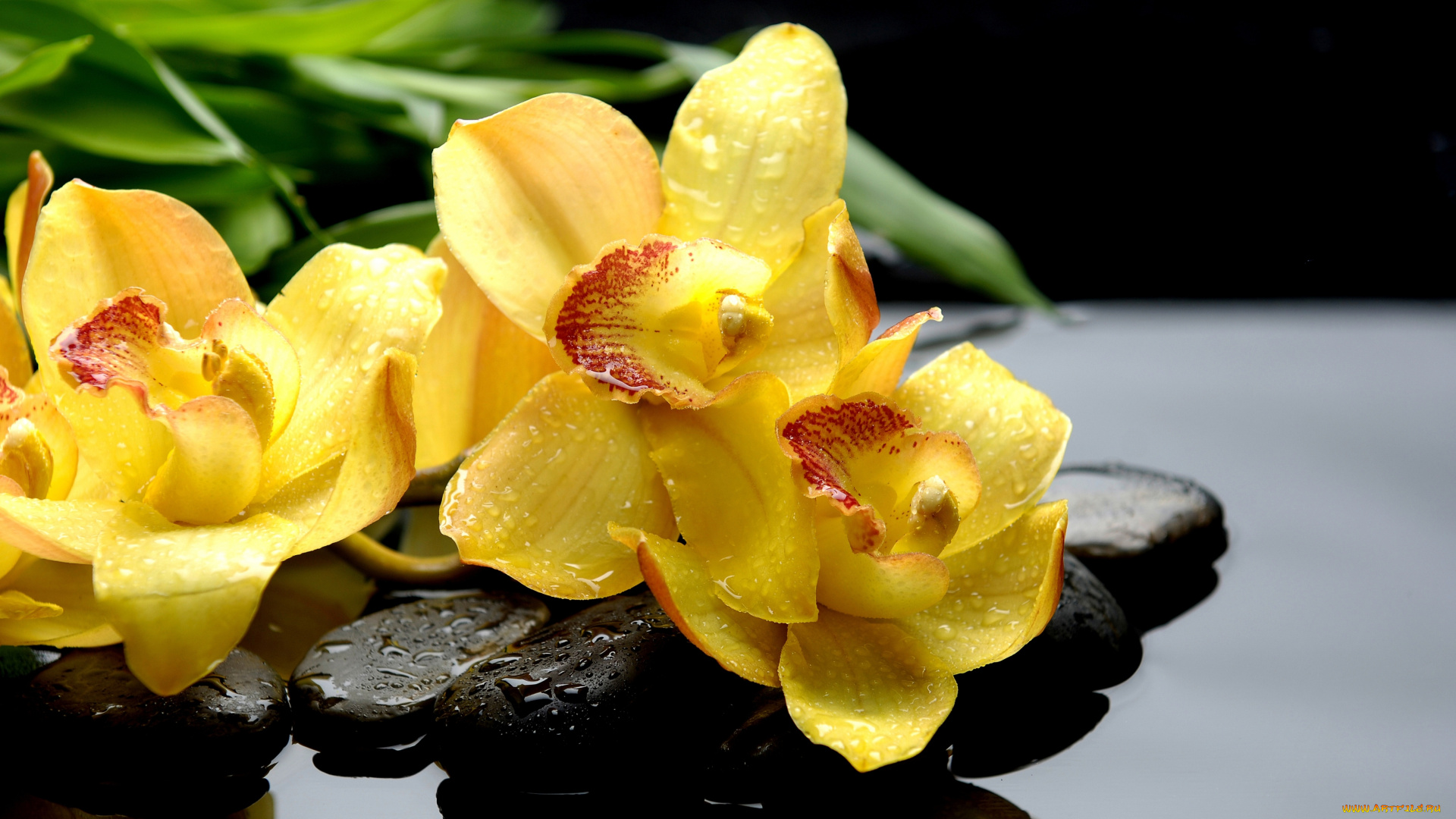 цветы, орхидеи, капли, камни, желтый