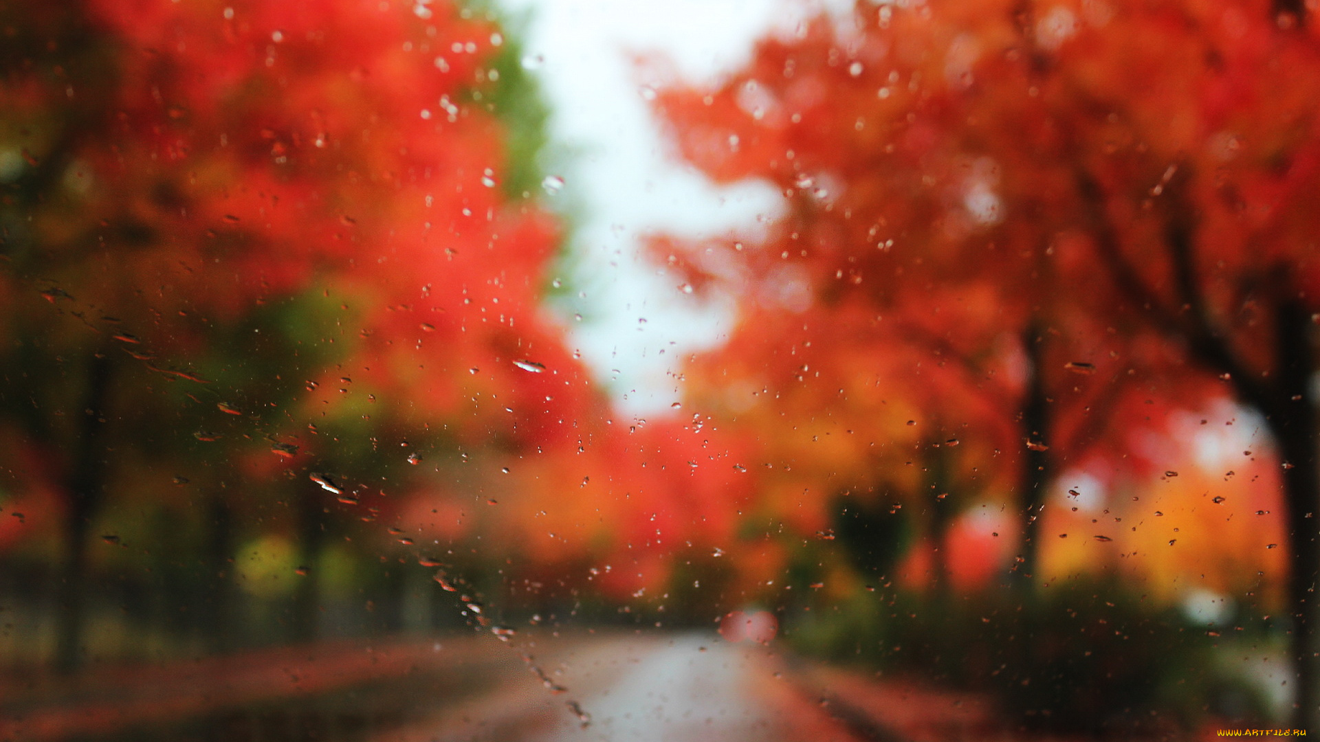 разное, капли, брызги, всплески, осень, деревья, стекло, дождь