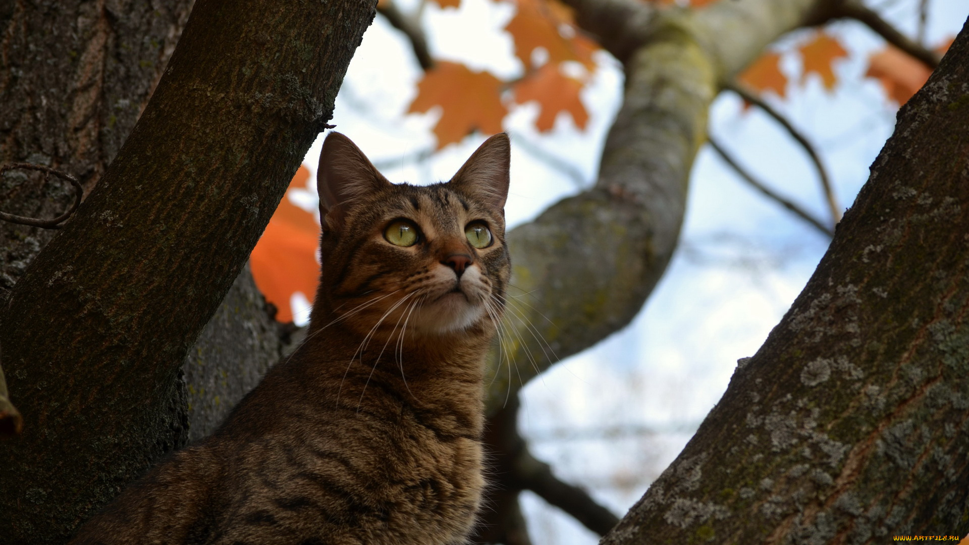 животные, коты, дерево, кот