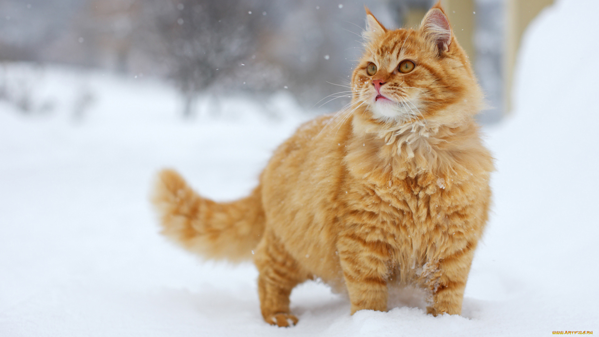 животные, коты, рыжий, кот, снег, зима