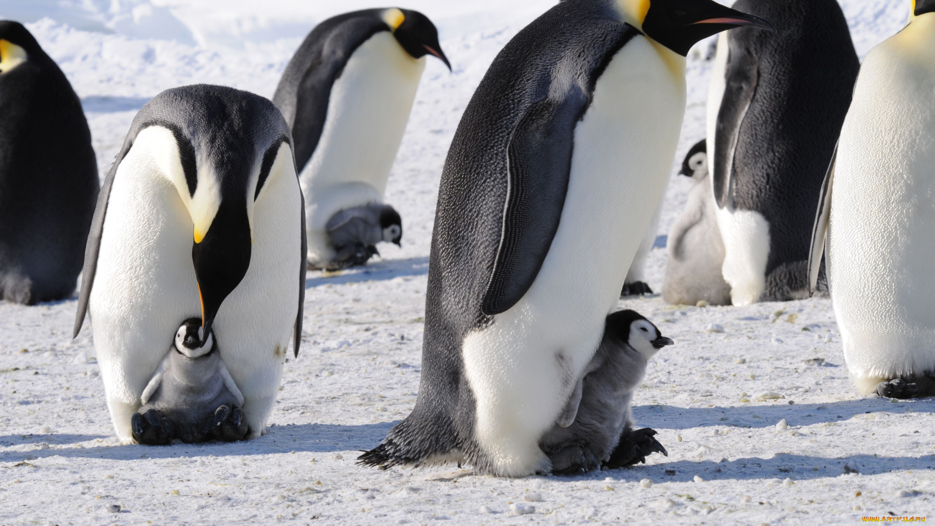животные, пингвины, антарктида, императорский, пингвин