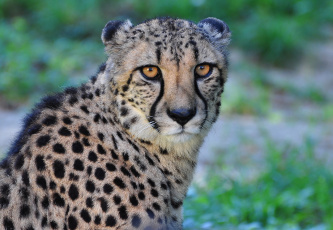 Картинка животные гепарды кошка хищник гекард