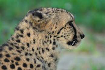Картинка животные гепарды гекард кошка хищник