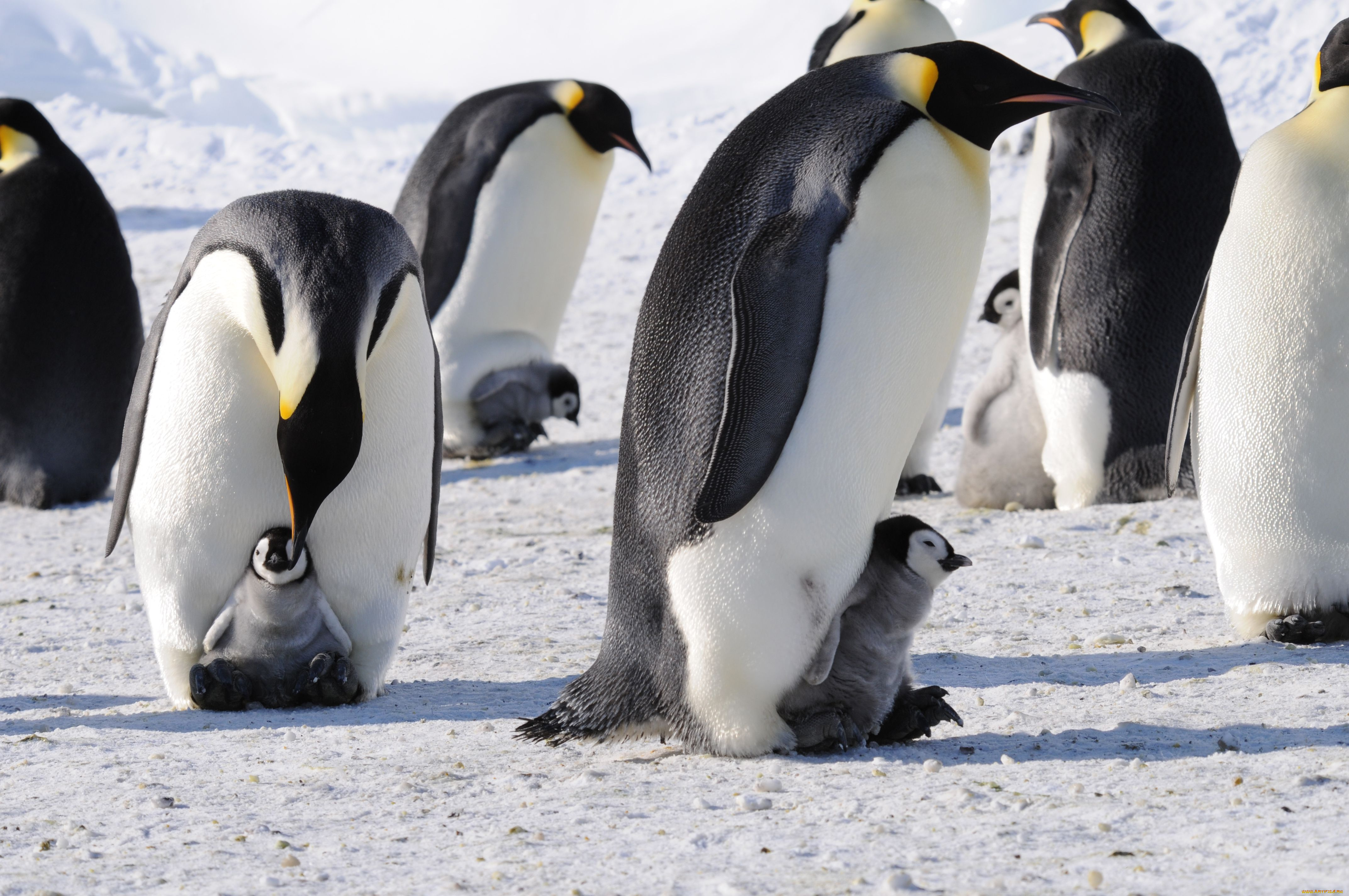 животные, пингвины, антарктида, императорский, пингвин