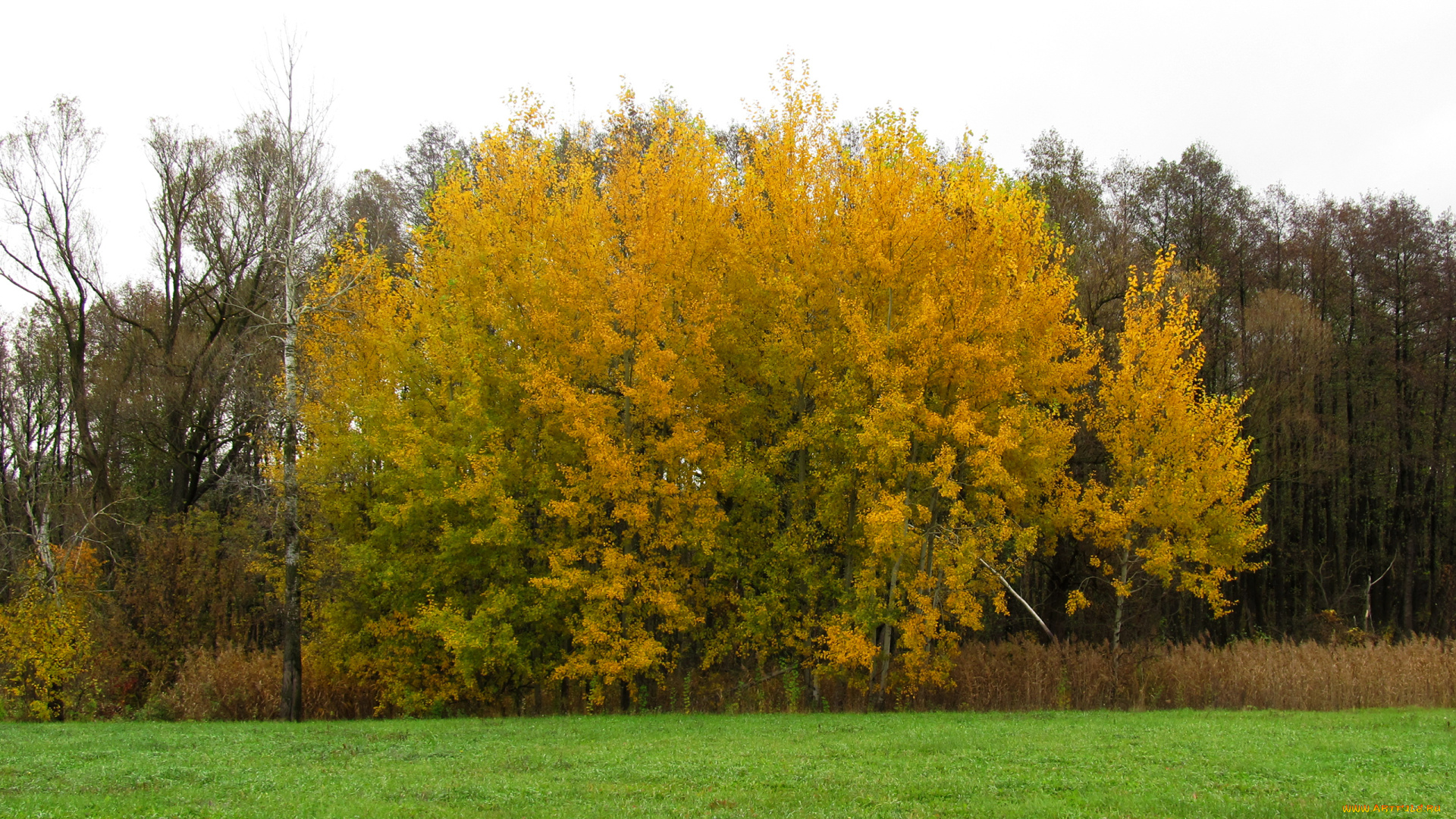 природа, деревья, листья, дерево, осень, желтые