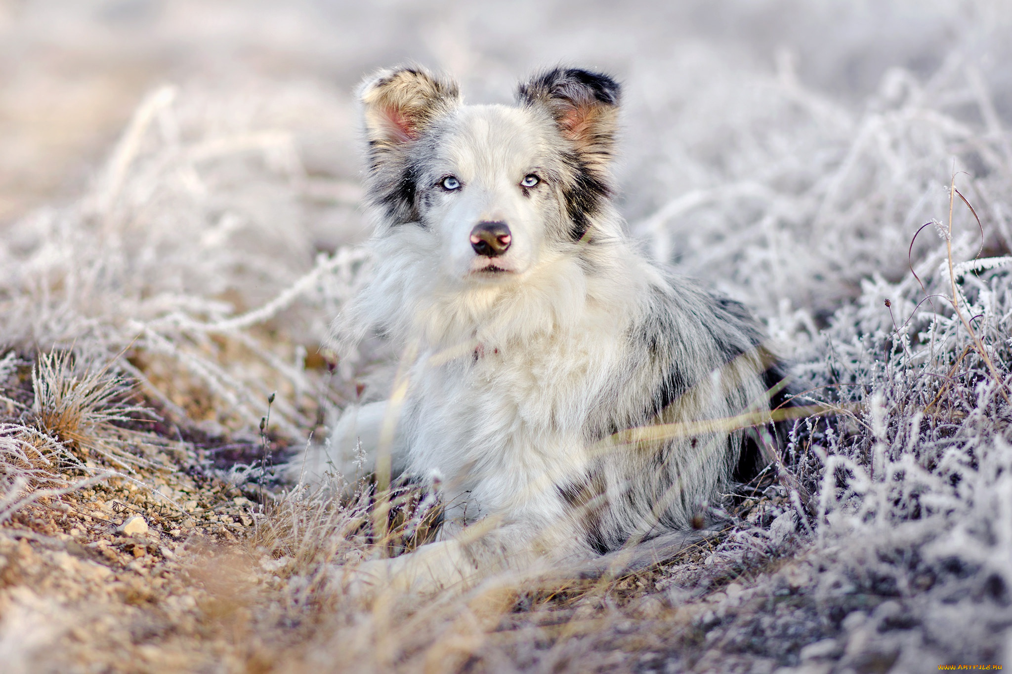 животные, собаки, взгляд, трава, природа, снег, иней, аусси, лежит, австралийская, овчарка, собака, зима, портрет