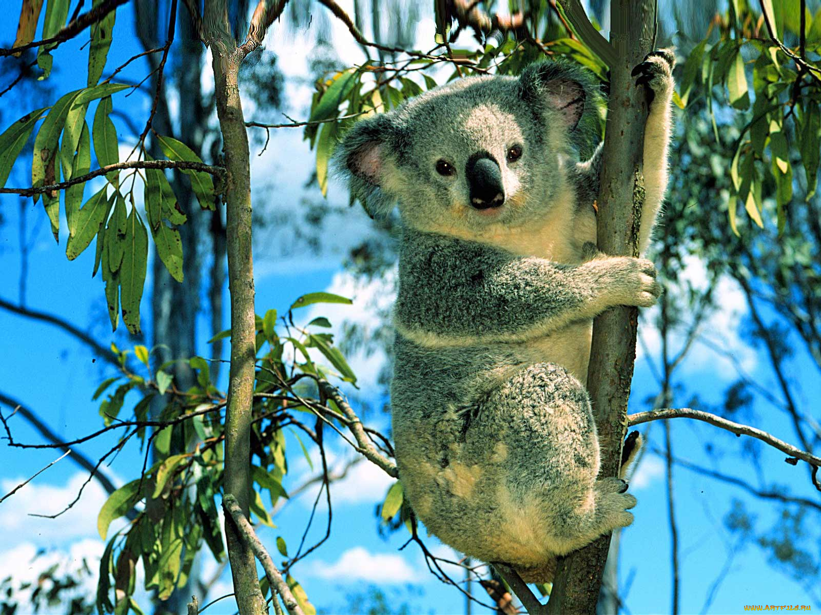 коала, животные, коалы