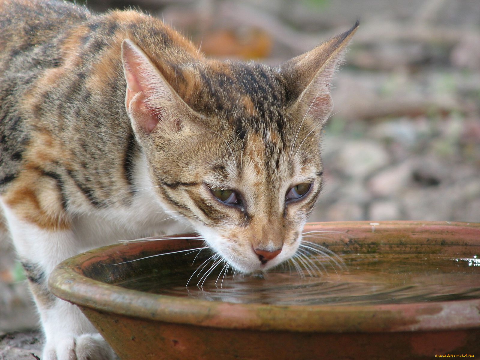 животные, коты