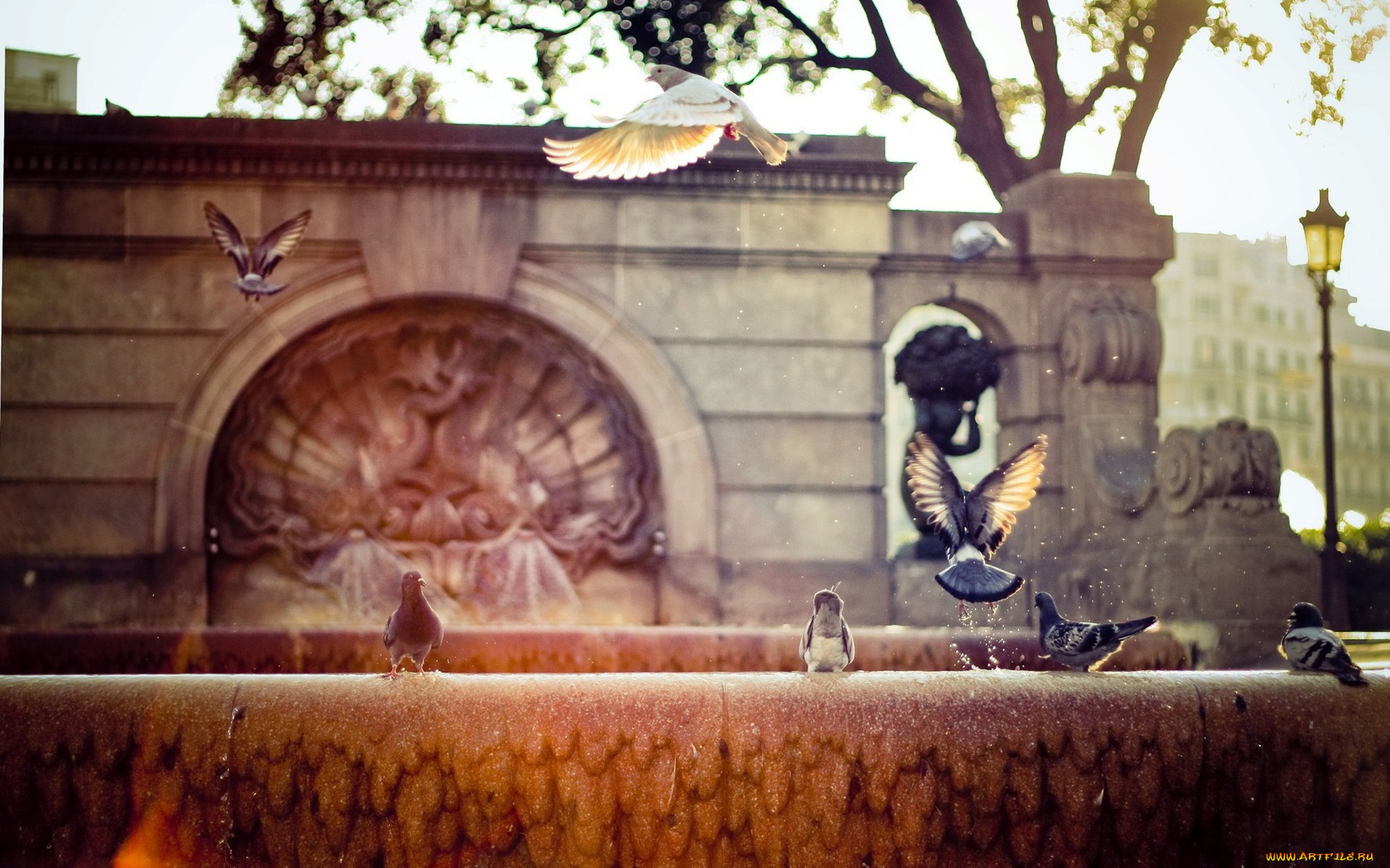 животные, голуби, фонтан