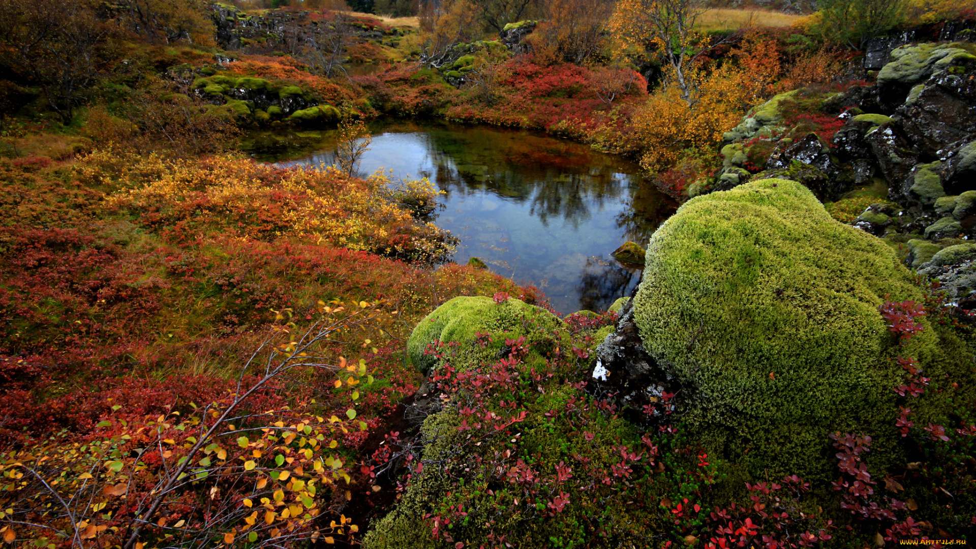 природа, другое, national, park, thingvellir, осень, озеро, мох, деревья, камни, исландия