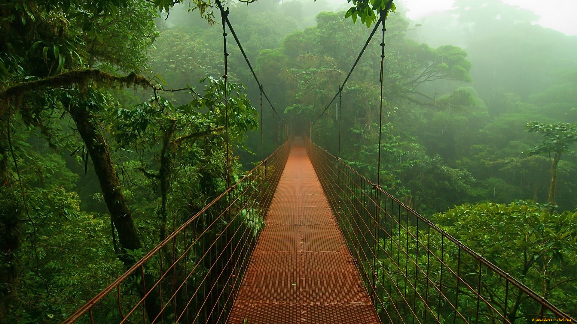 природа, лес, заросли, мост