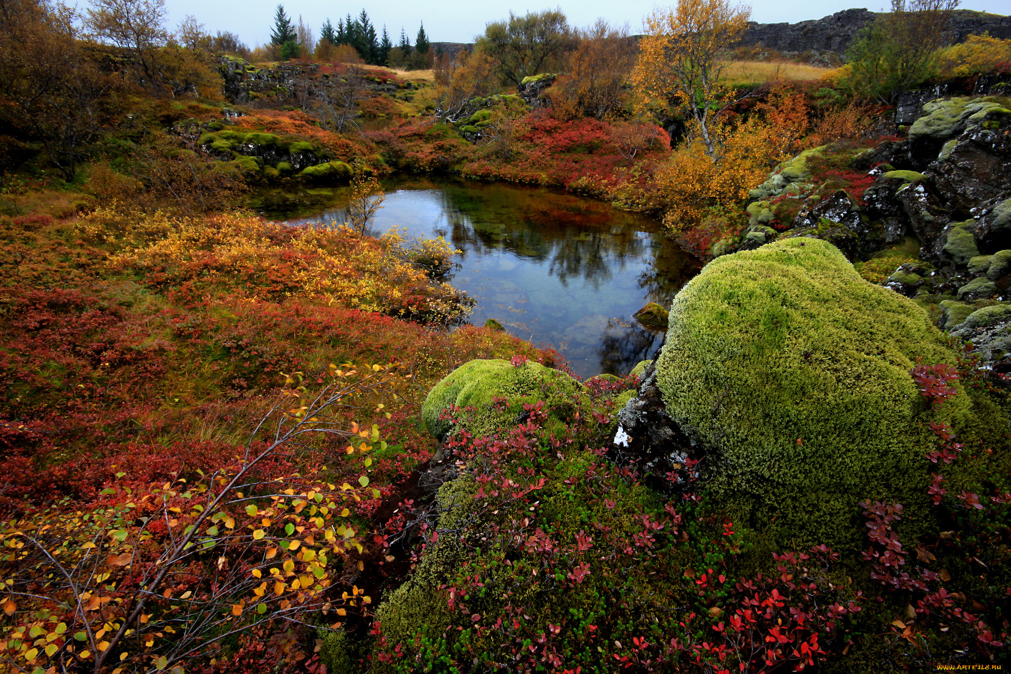 природа, другое, national, park, thingvellir, осень, озеро, мох, деревья, камни, исландия