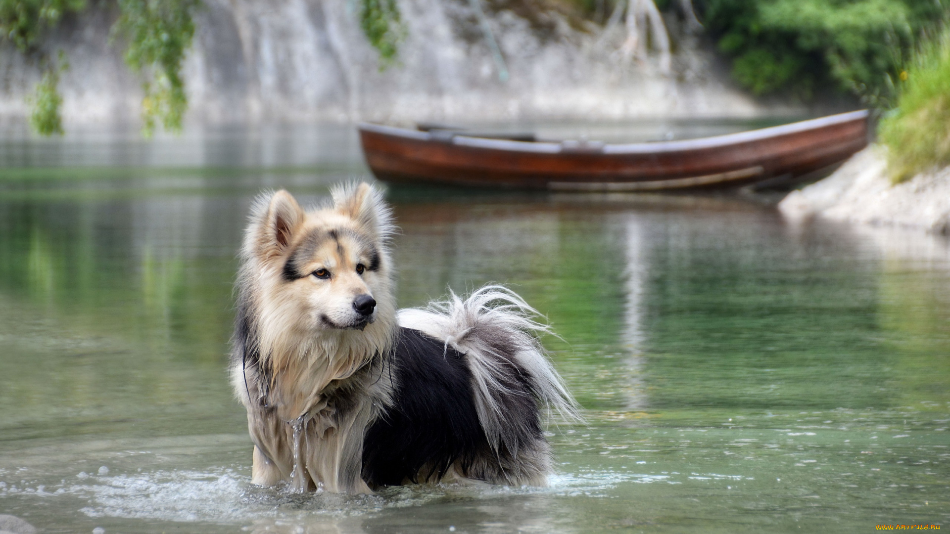 животные, собаки, природа, вода, река, лодка, собака