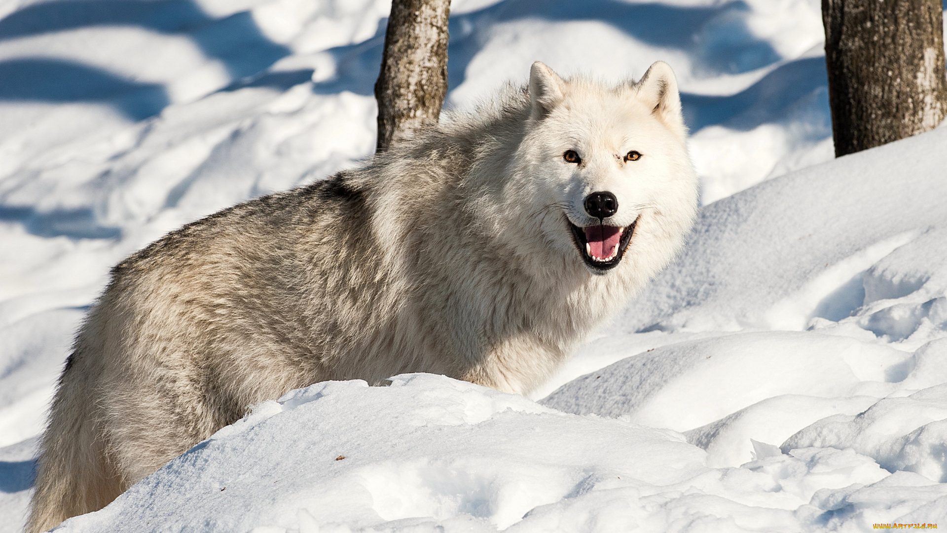 животные, волки, , койоты, , шакалы, снег, зима, волк, пасть, лес, взгляд