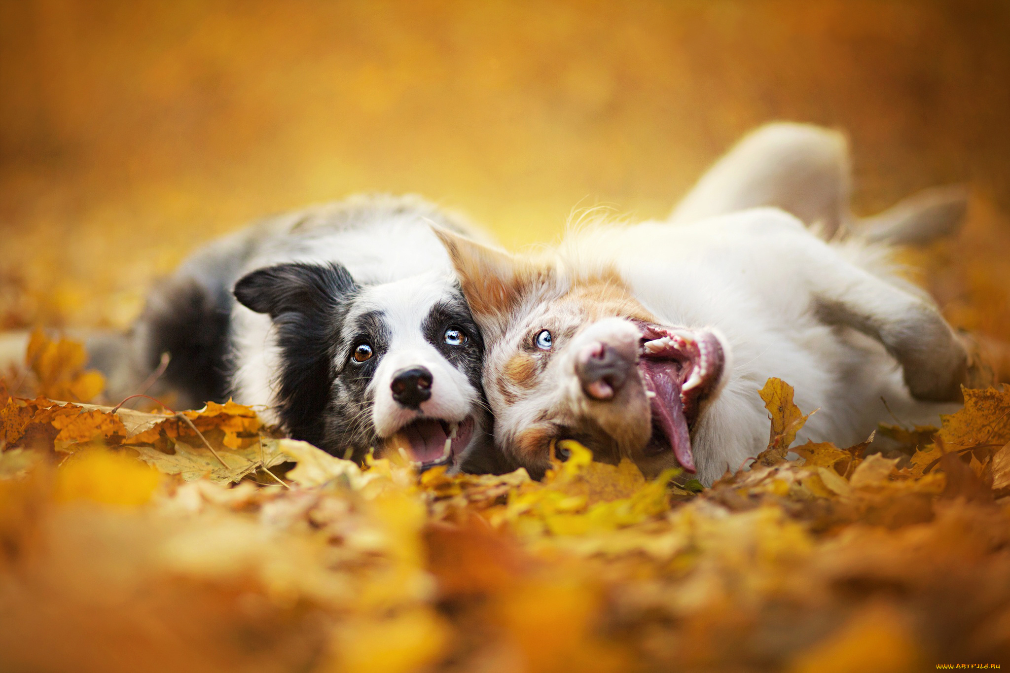 животные, собаки, природа, листья, морды, двое, бордер, колли, осень