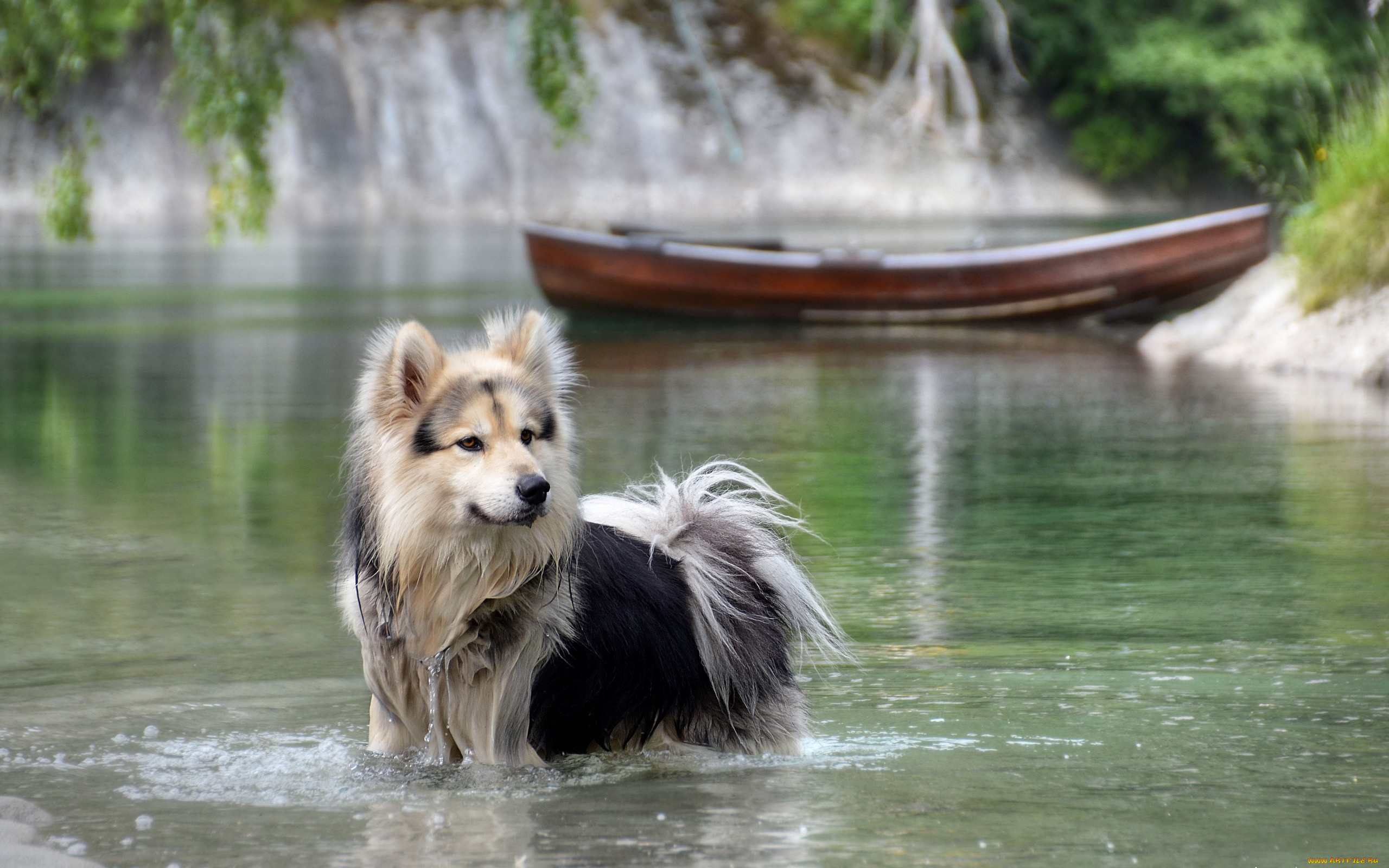 животные, собаки, природа, вода, река, лодка, собака