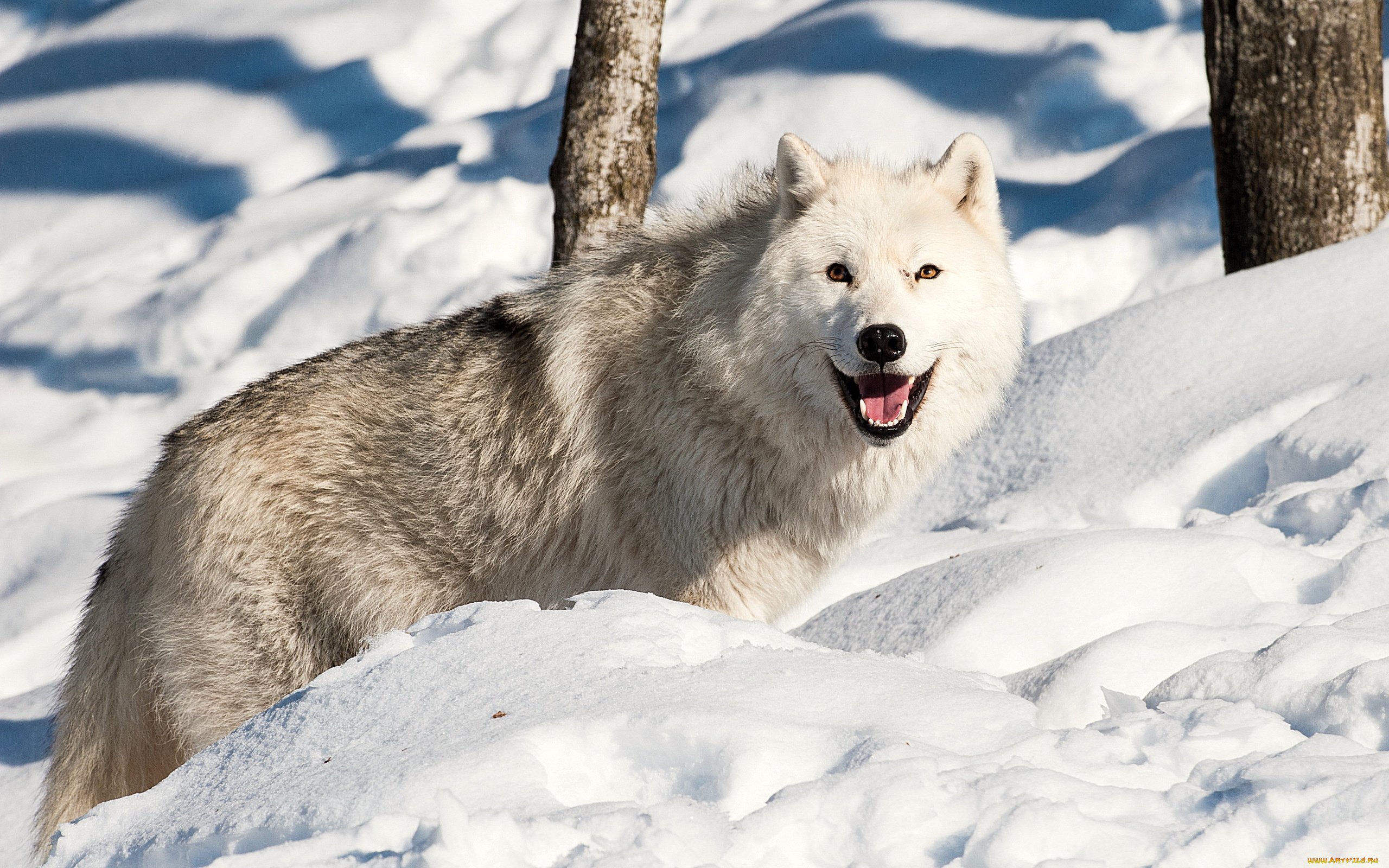 животные, волки, , койоты, , шакалы, снег, зима, волк, пасть, лес, взгляд
