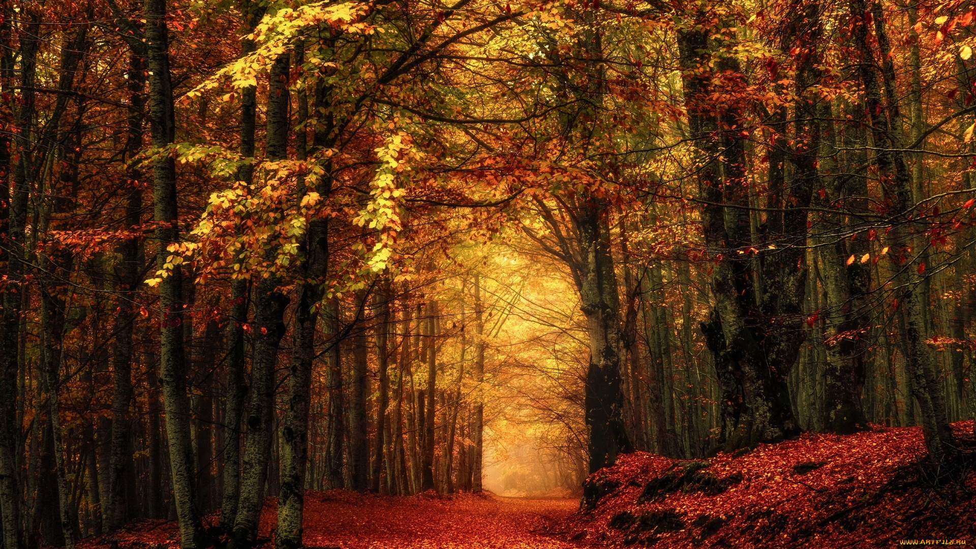 природа, лес, тропинка, листопад, осень