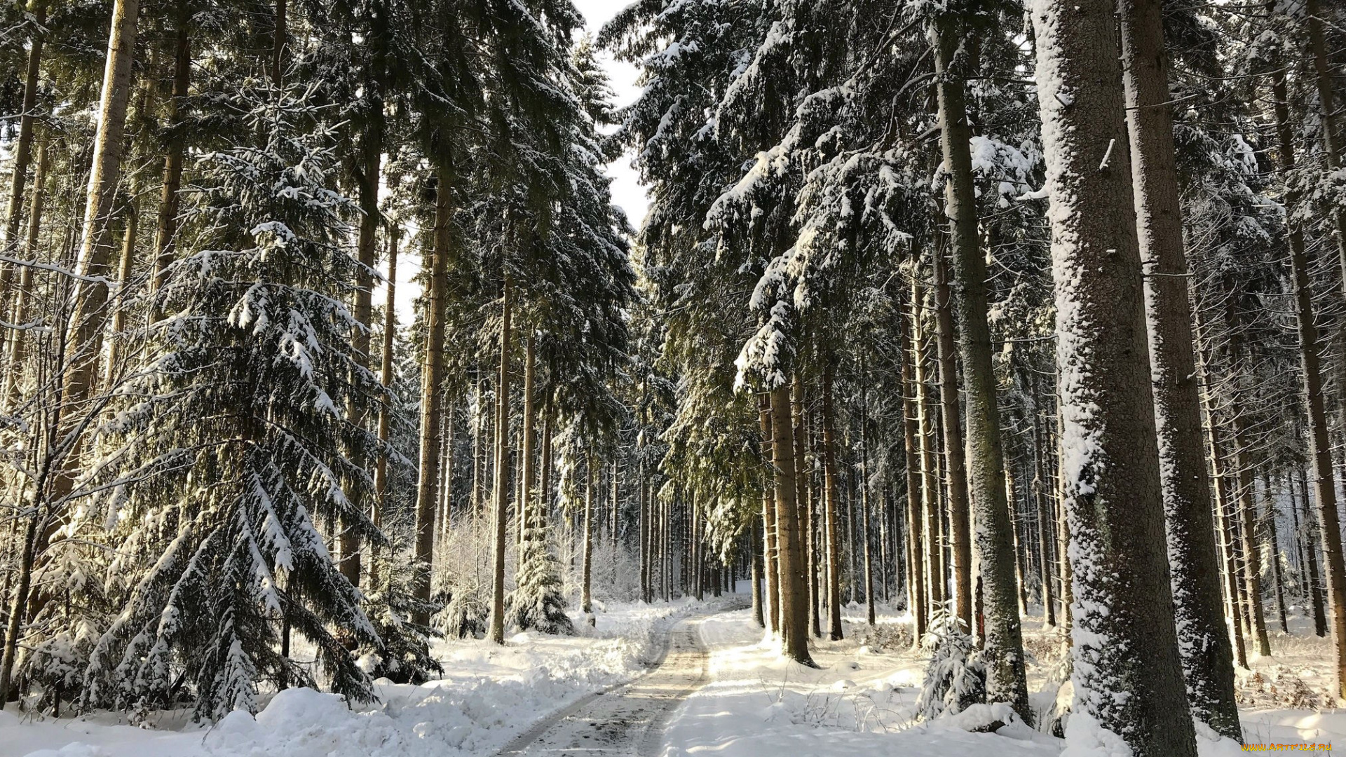 природа, зима, елки, снег