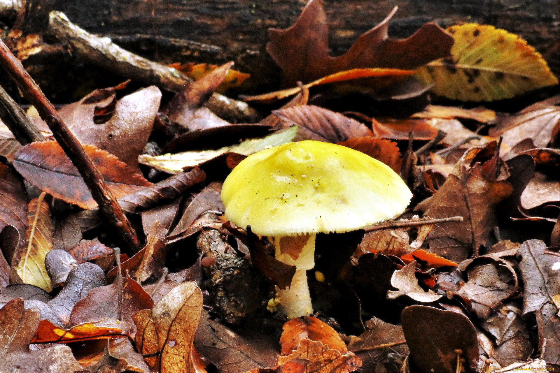 природа, грибы, листья, гриб, шляпка