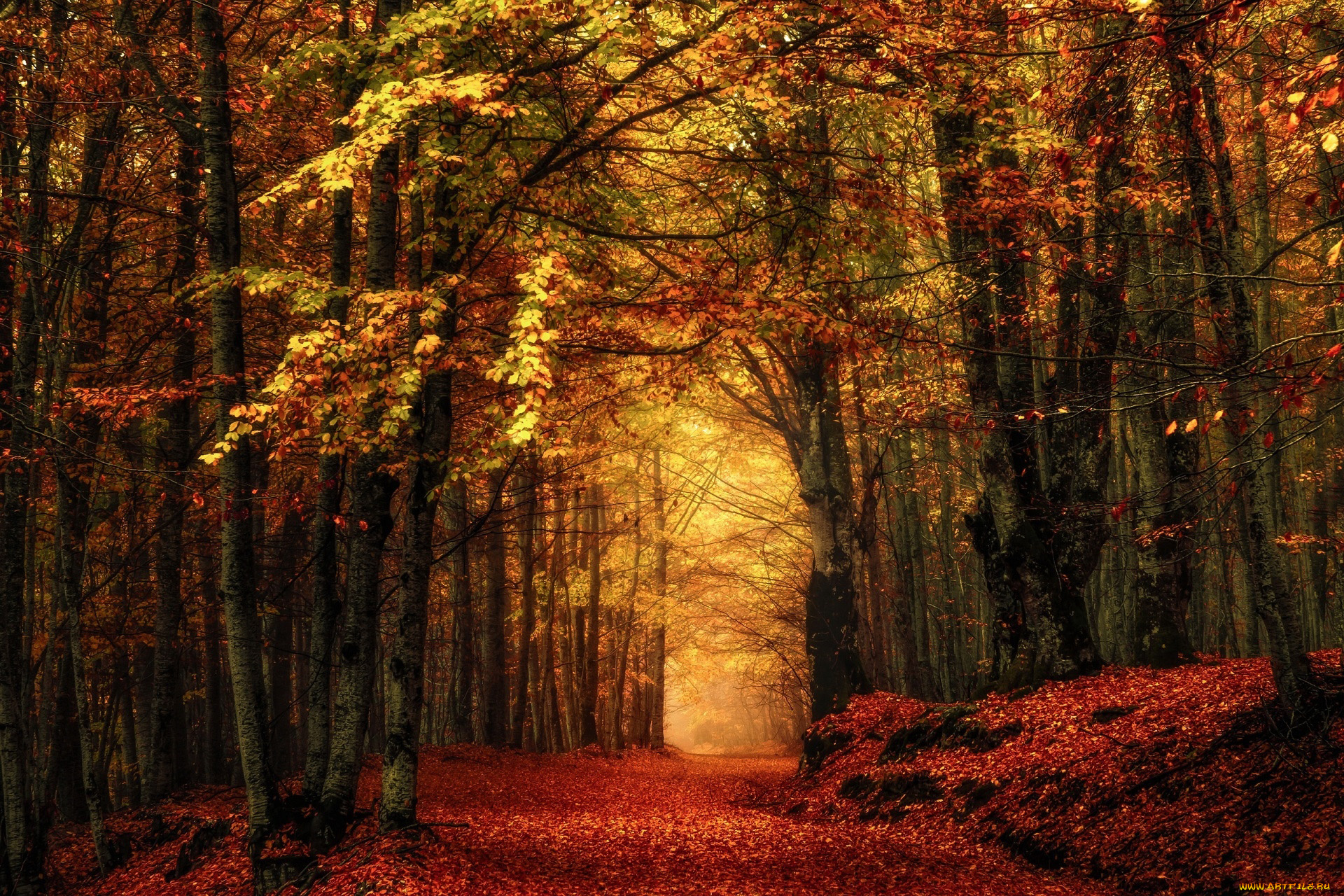 природа, лес, тропинка, листопад, осень