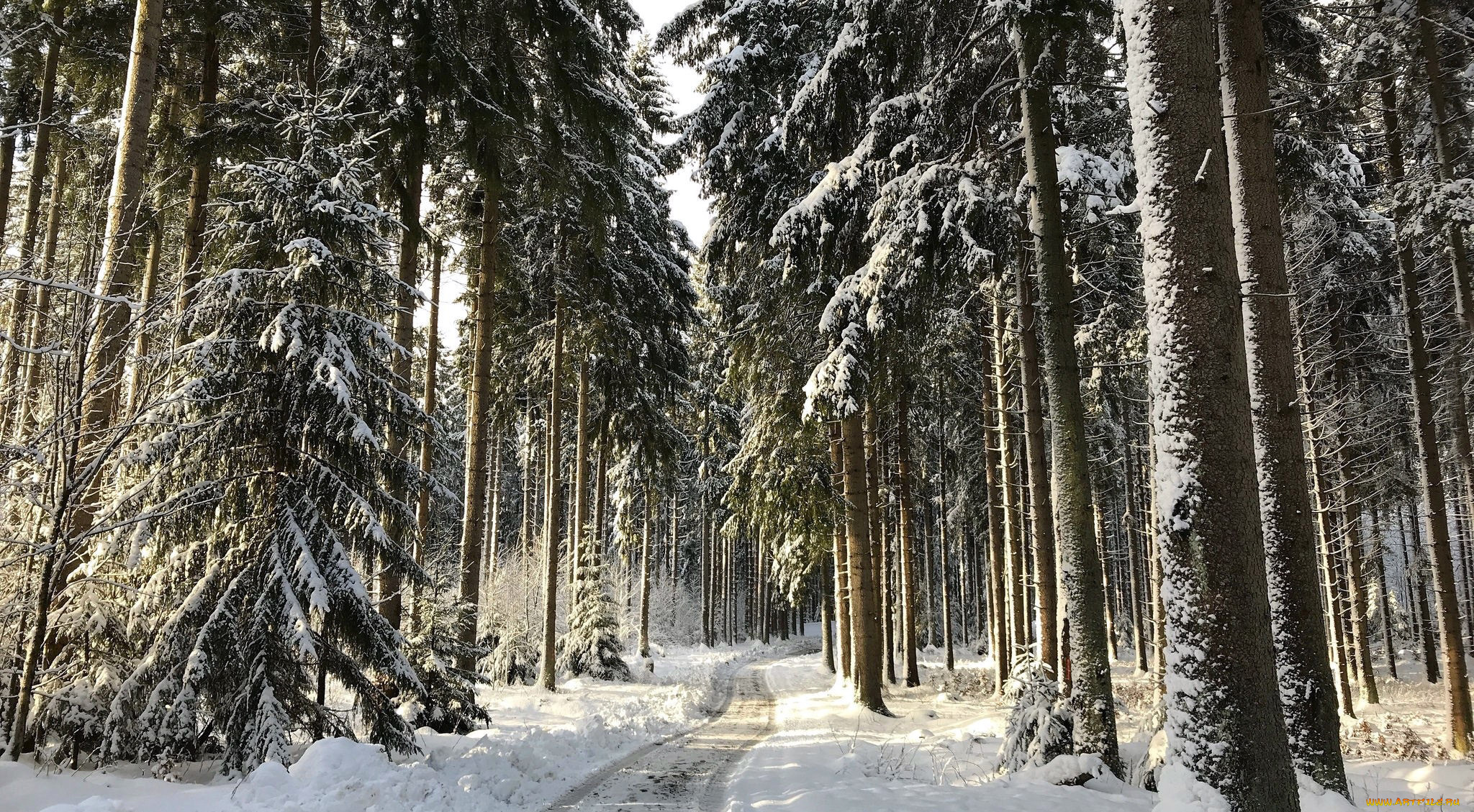 природа, зима, елки, снег