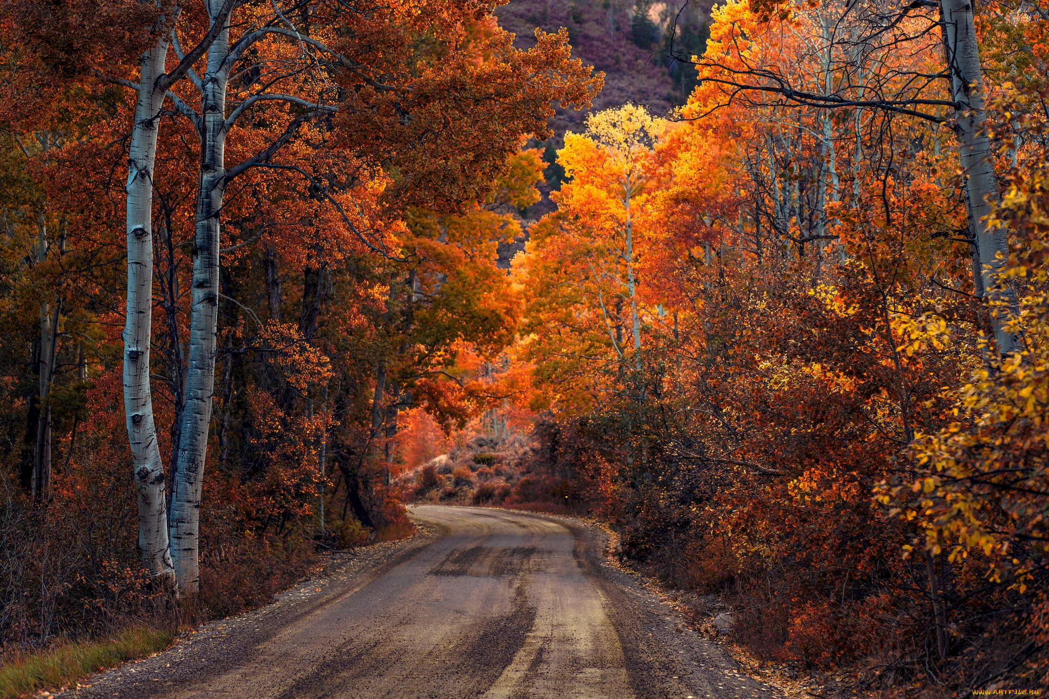 природа, дороги, лес, осень, дорога