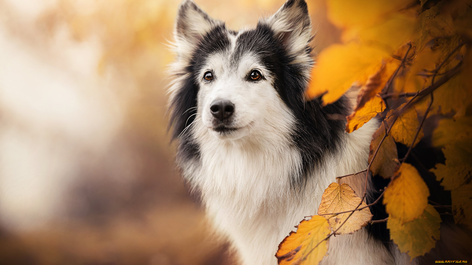 животные, собаки, жёлтые, листья